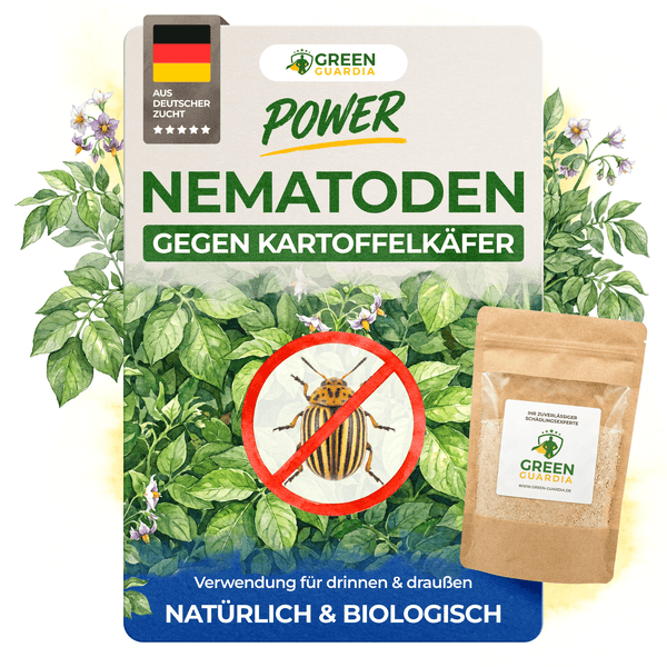 Nematoden gegen Kartoffelkäfer
