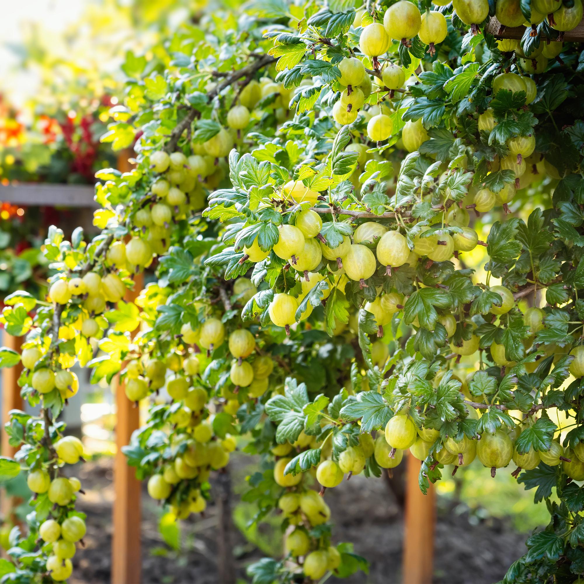 Obstpflanze Stachelbeere „Invicta“ – 2 Pflanzen, 11 cm - Topf, ca. 40 cm hoch - Green Guardia - Ihr Experte für Schädlinge und Pflanzen