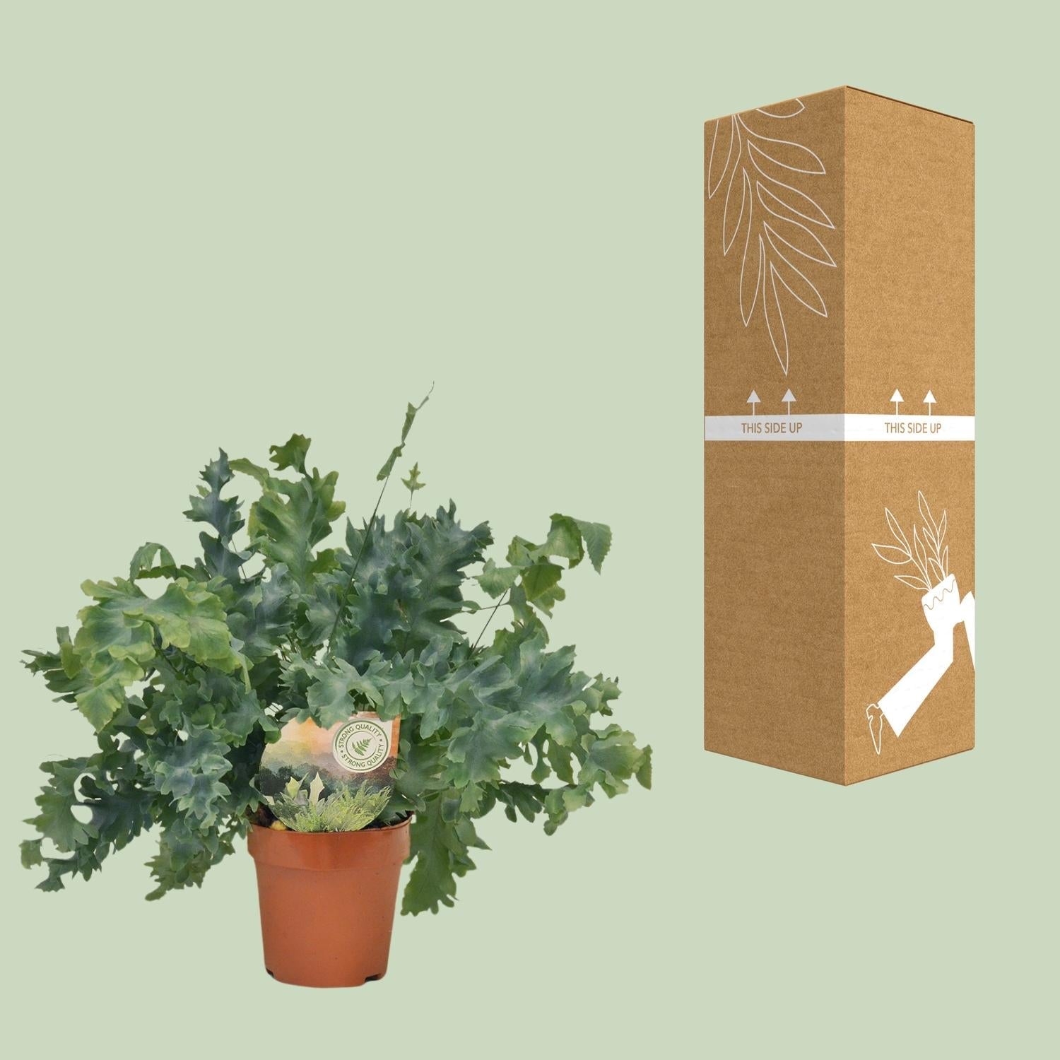 Phlebodium Davana – Davana - Farn - 35 - 60 cm - Green Guardia - Ihr Experte für Schädlinge und Pflanzen