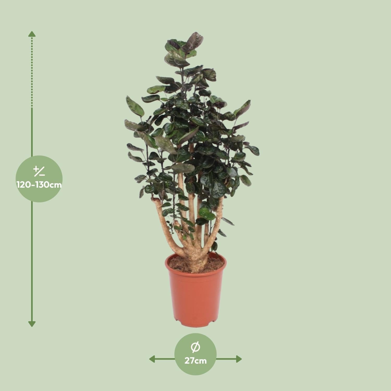 Polyscias Fabian – Aralienbaum - 45 - 130 cm - Green Guardia - Ihr Experte für Schädlinge und Pflanzen