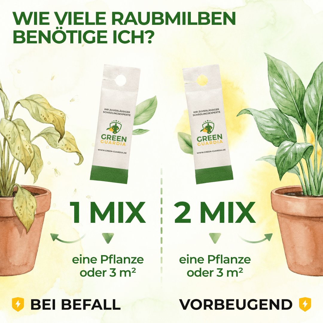 Raubmilben Mix gegen Thripse & Spinnmilben - Green Guardia - Ihr Experte für Schädlinge und Pflanzen