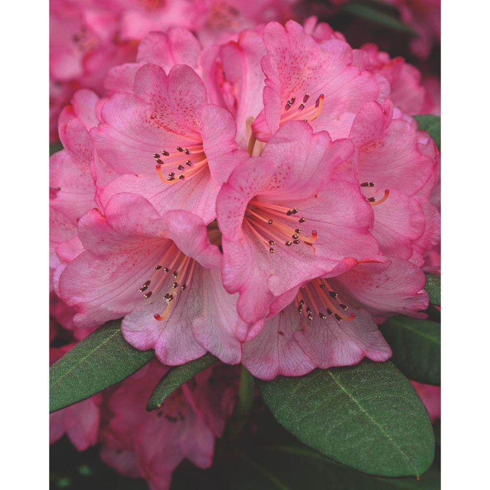 Rhododendron ‘Wine & Roses’ – immergrün, 13 cm Topf, 20 cm hoch - Green Guardia - Ihr Experte für Schädlinge und Pflanzen
