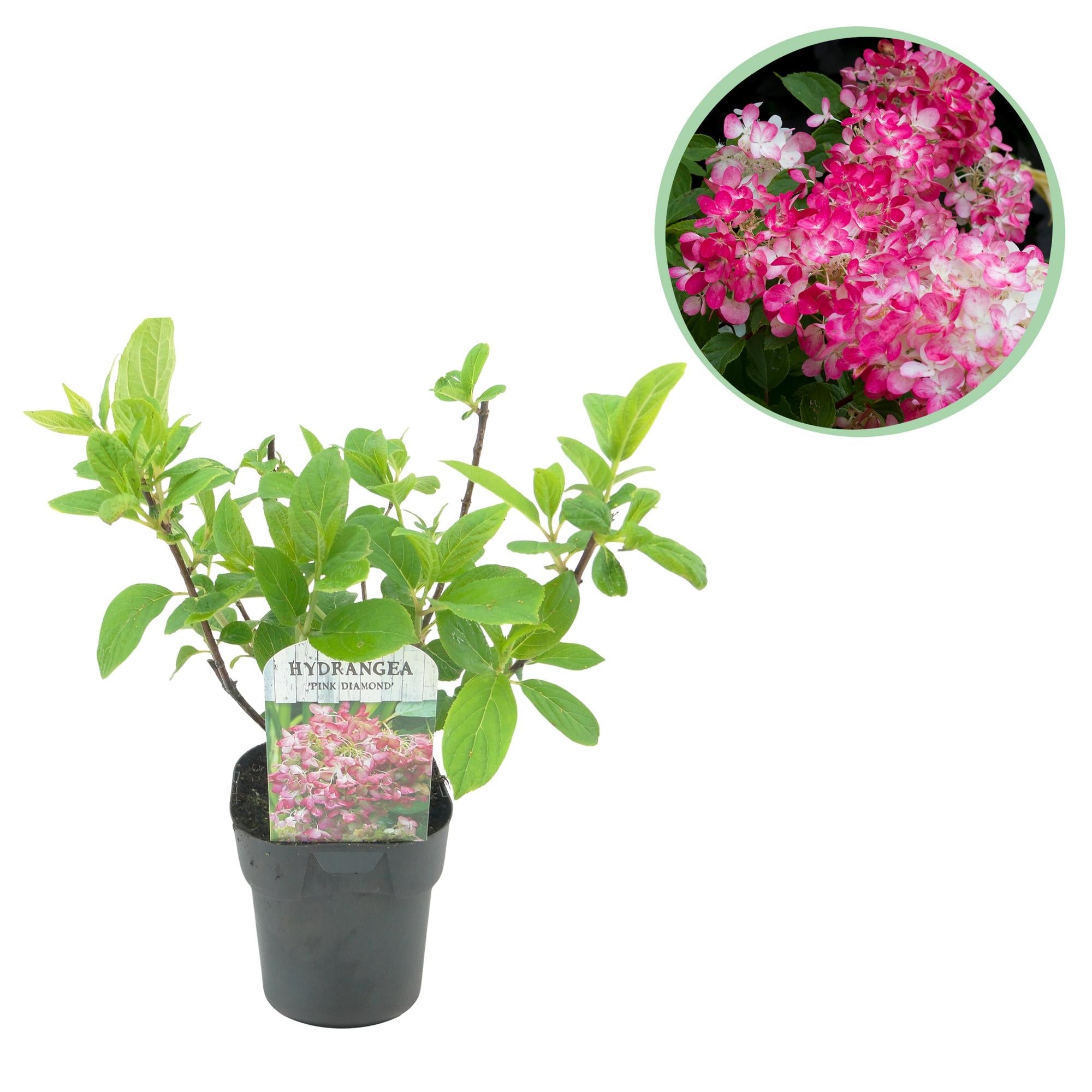 Rispenhortensie ‘Pink Diamond’ – große, weiß - rosa Blüten, 17 cm Topf, 50 cm hoch - Green Guardia - Ihr Experte für Schädlinge und Pflanzen