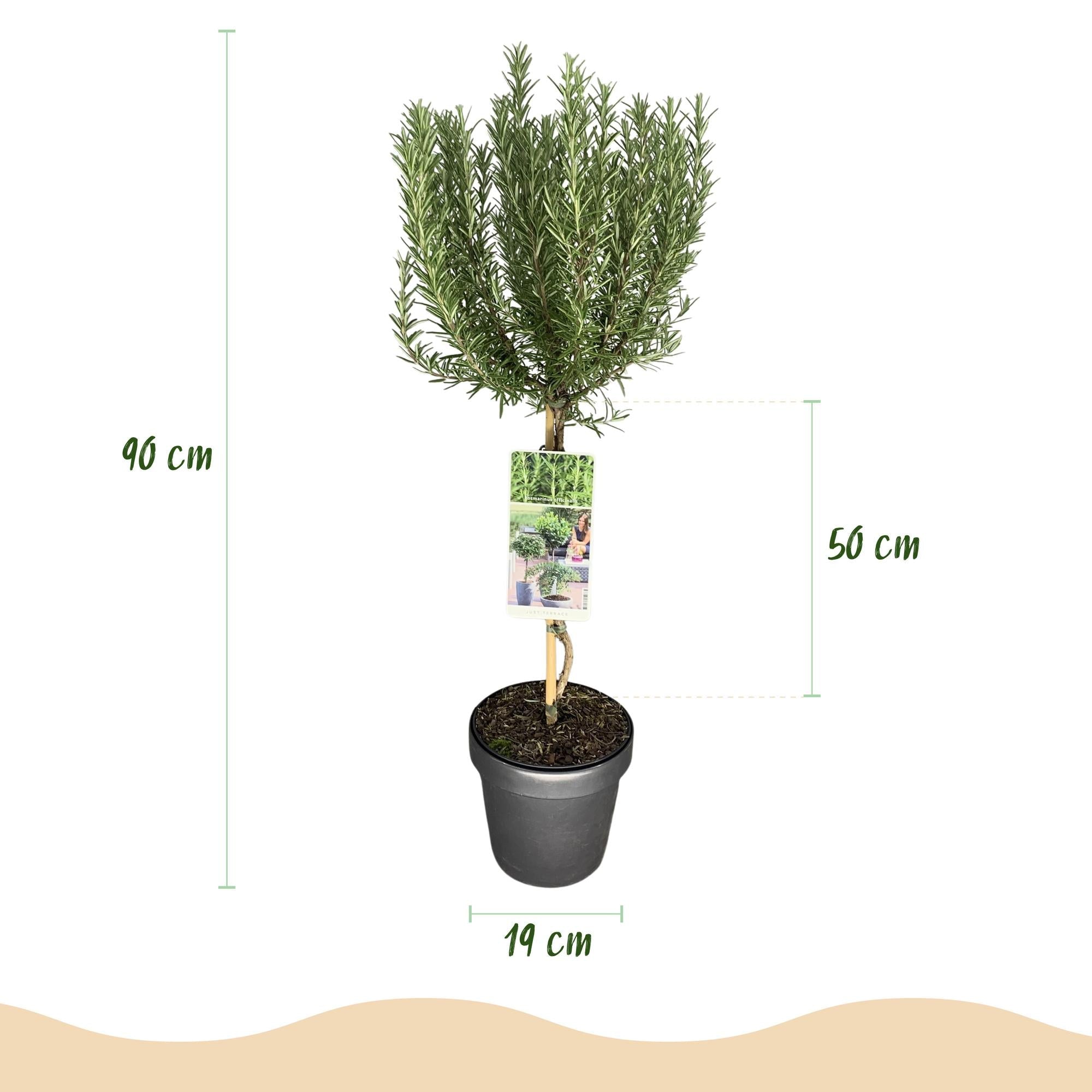 Rosmarinus officinalis – Terrassenpflanze – immergrün & winterhart – lila Blüte – 19 cm Topf, ca. 90 cm hoch - Green Guardia - Ihr Experte für Schädlinge und Pflanzen