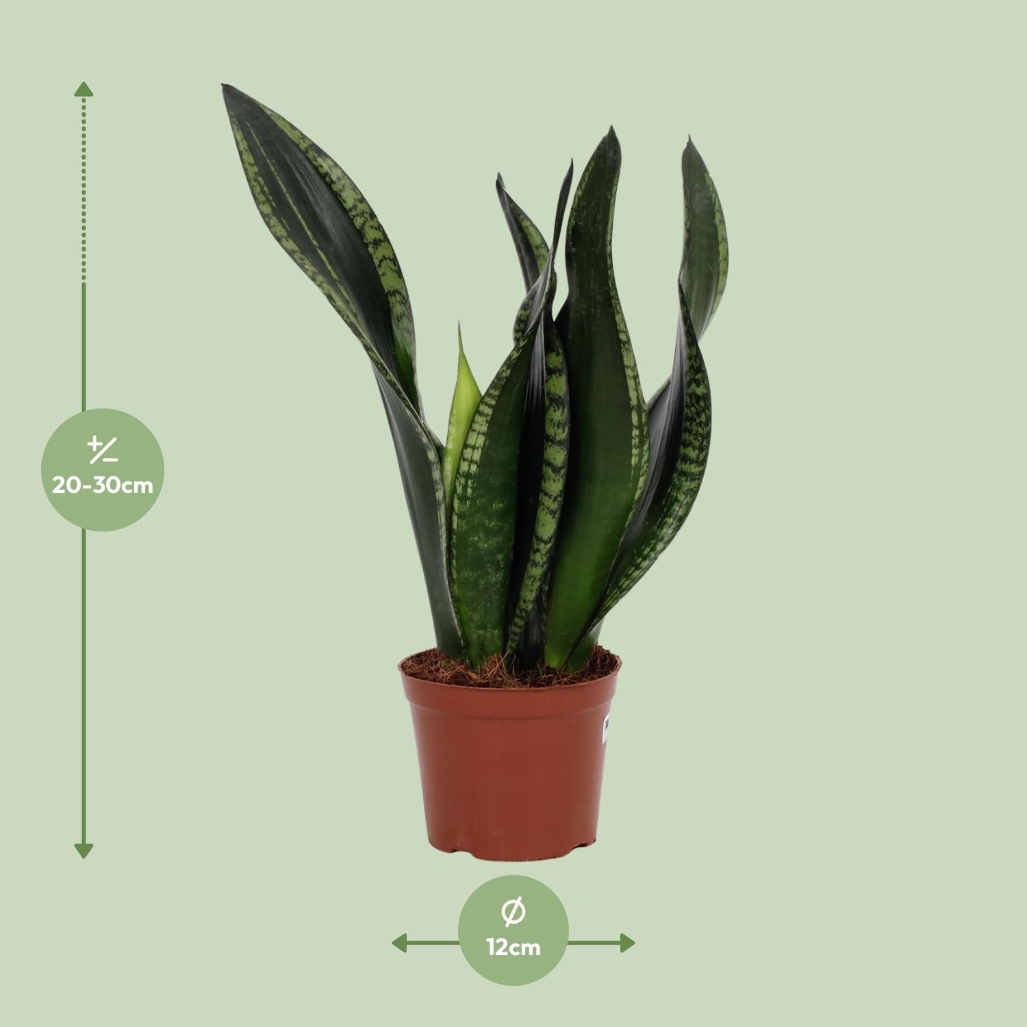 Sansevieria ‘Whitney’ – Bogenhanf – 12 cm Topf, 27 cm hoch - Green Guardia - Ihr Experte für Schädlinge und Pflanzen