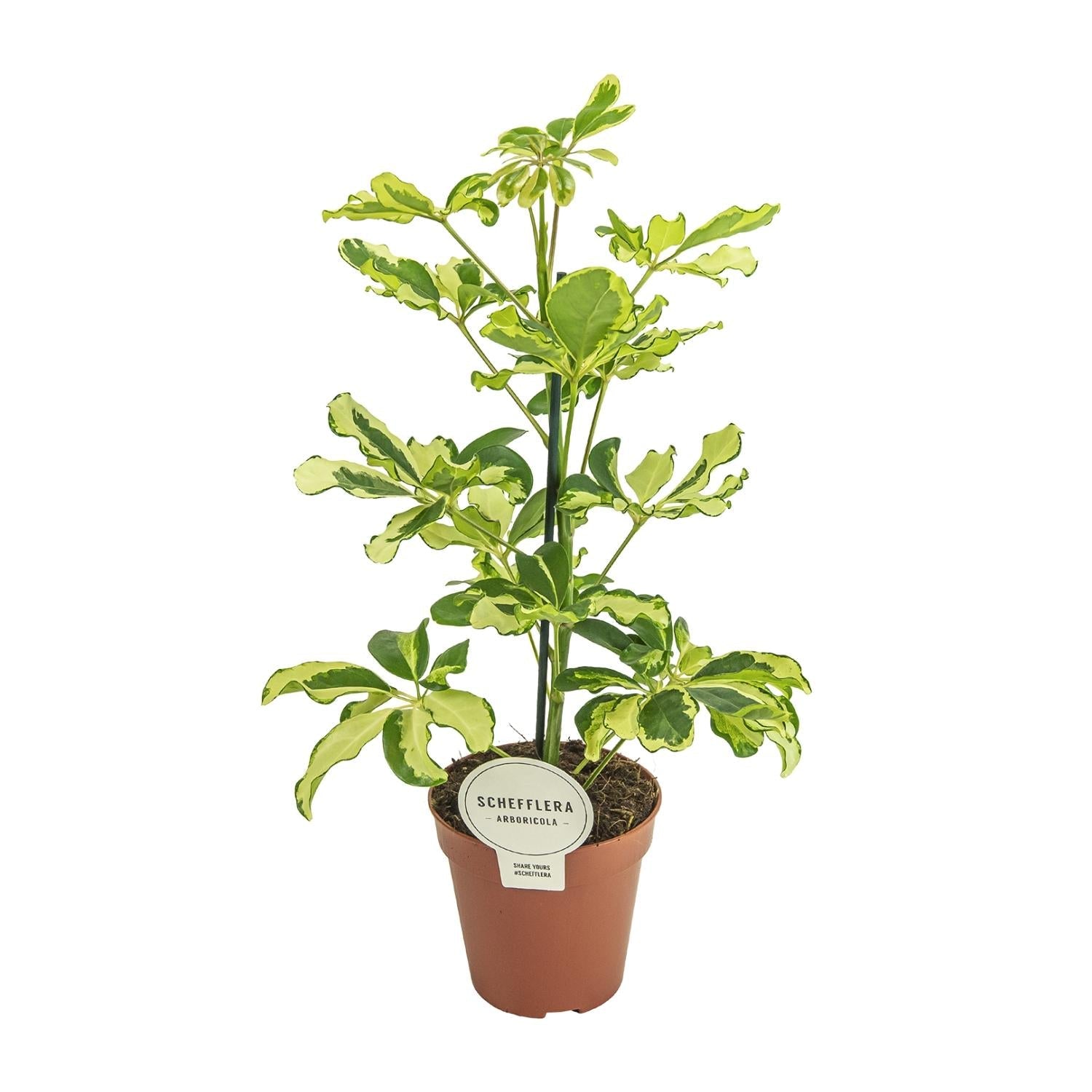 Schefflera ‘Charlotte’ – Strahlenaralie – 13 cm Topf, 45 cm hoch - Green Guardia - Ihr Experte für Schädlinge und Pflanzen