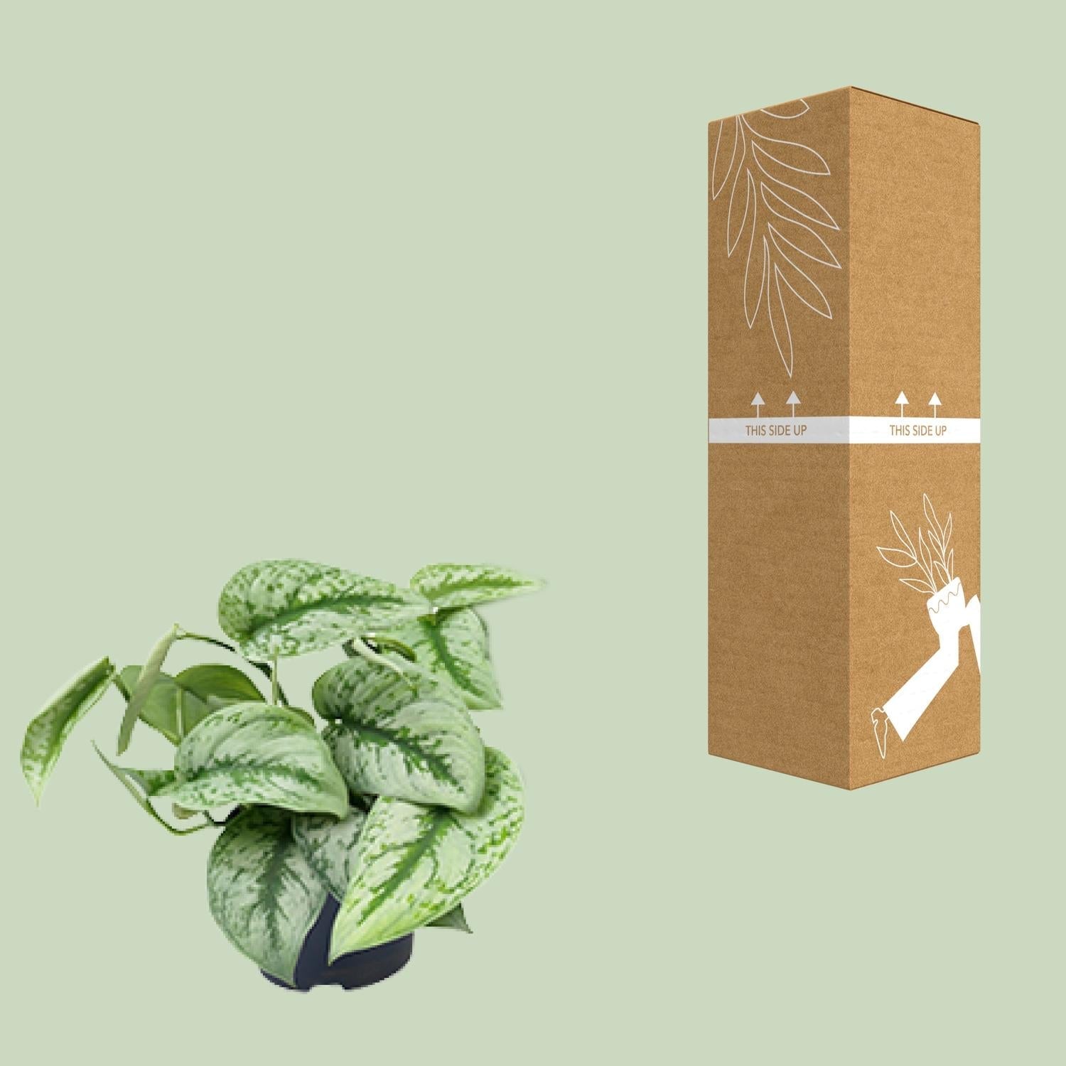 Scindapsus Pictus ‘Trebie’ – Gefleckte Efeutute - 15 - 25 cm - Green Guardia - Ihr Experte für Schädlinge und Pflanzen