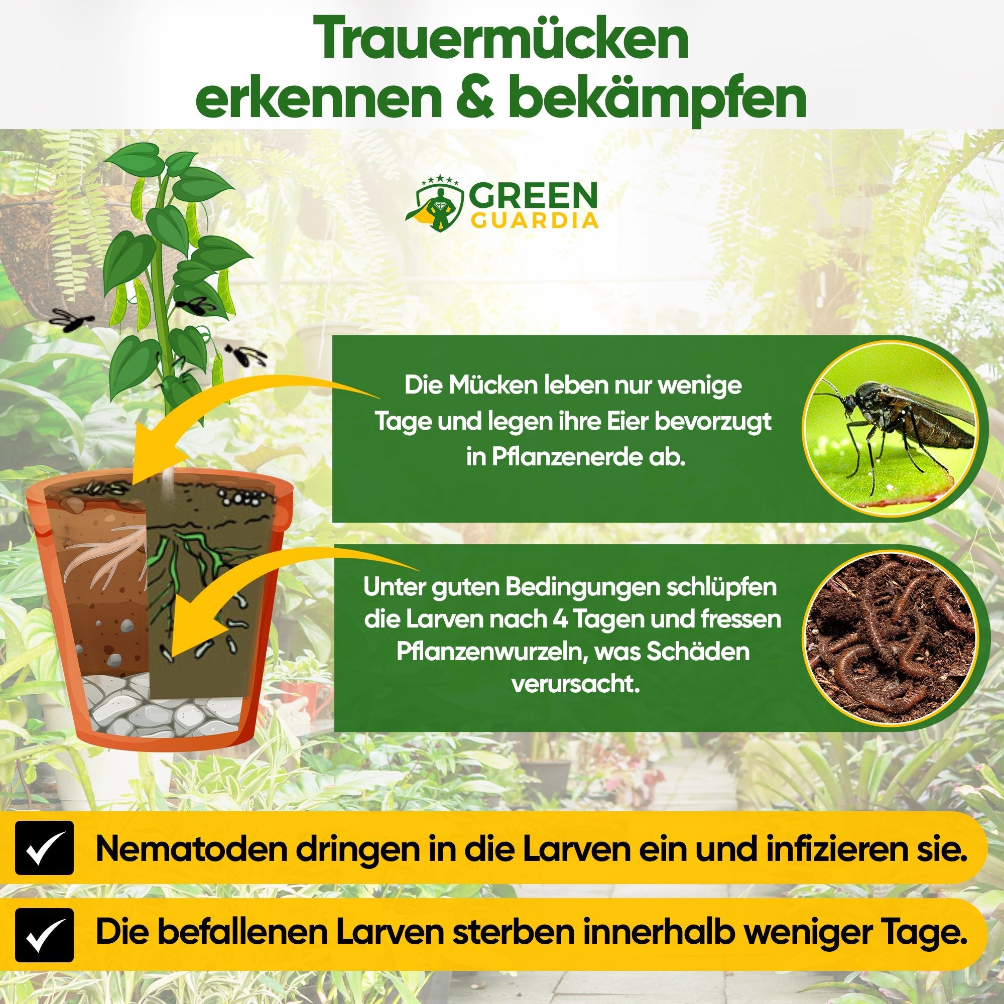 SF - Nematoden gegen Trauermücken, Apfelwickler & Ameisen - Green Guardia - Ihr Experte für Schädlinge und Pflanzen