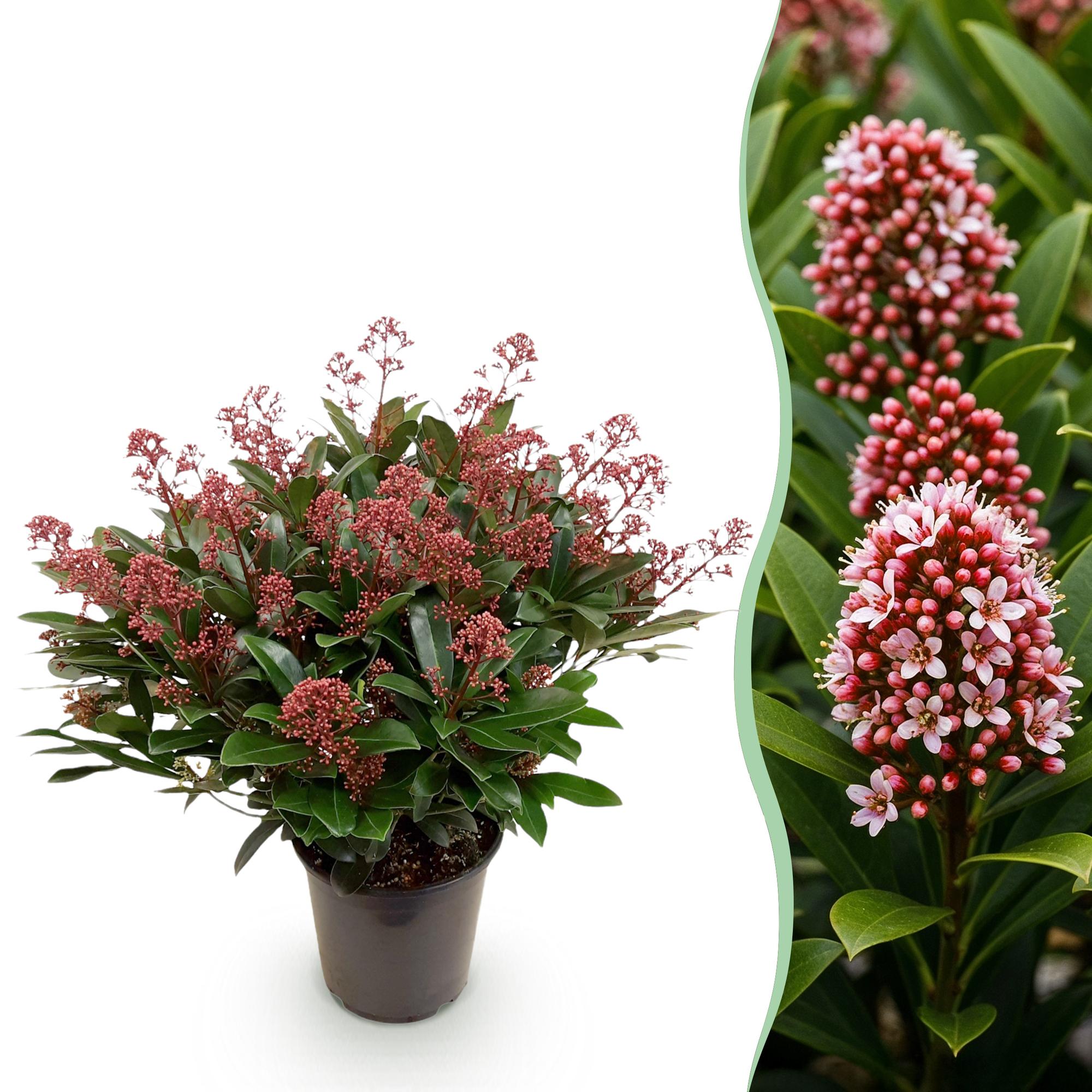 Skimmia japonica ‘Rubella’ – winterhart – rote Blüten – 10 bis zu über 40 Blüten – 3 Pflanzen – in verschiedenen Größen und Anzahl - Green Guardia - Ihr Experte für Schädlinge und Pflanzen