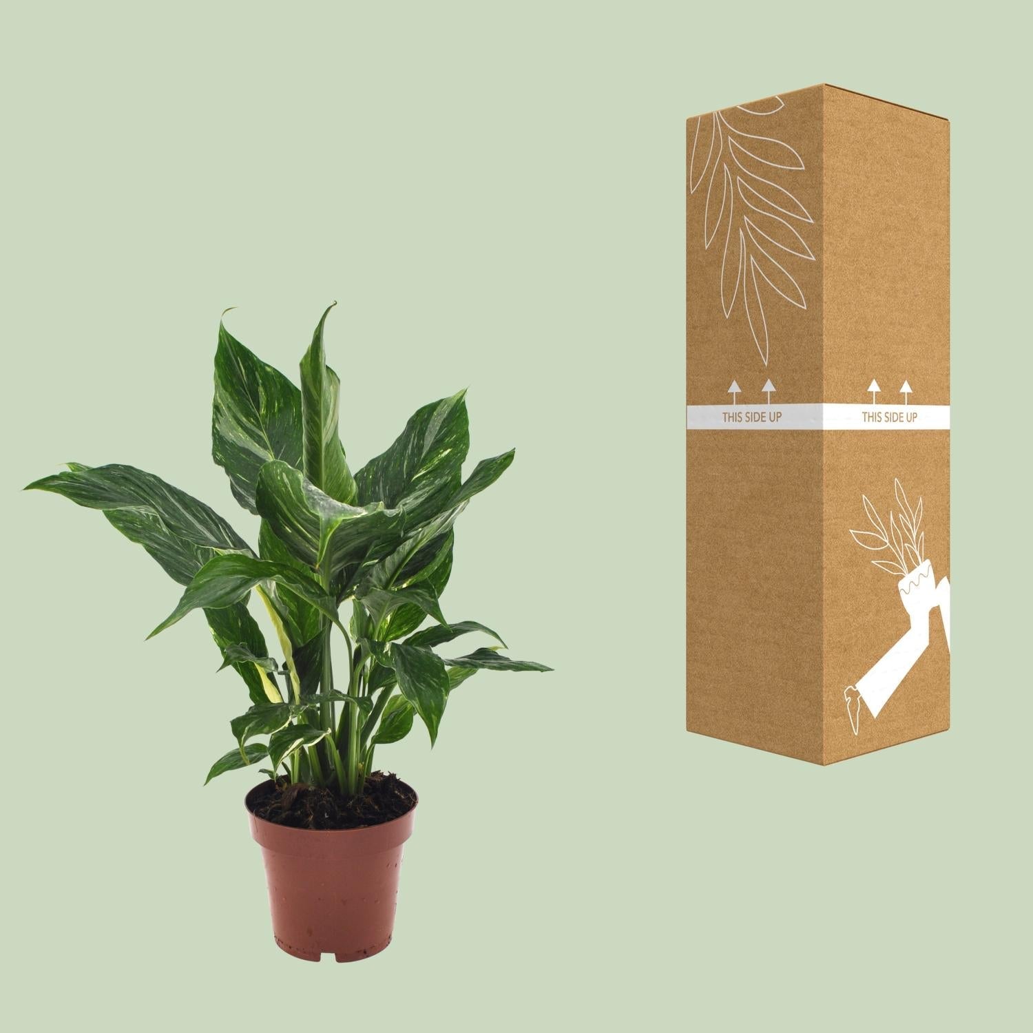 Spathiphyllum ‘Diamond’ – Einblatt – 12 cm Topf, 40 cm hoch - Green Guardia - Ihr Experte für Schädlinge und Pflanzen