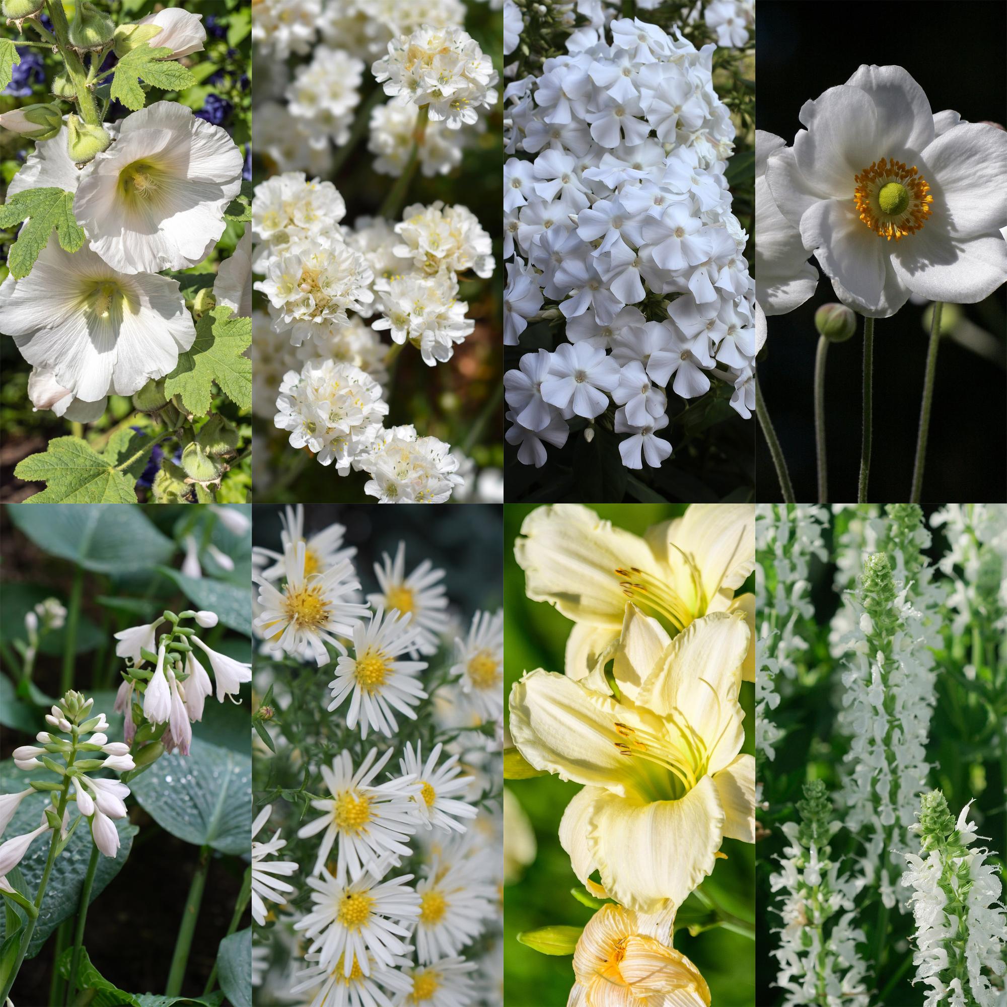 Staudenpaket – Farbe Weiß – 24 Stauden – für ca. 3 m² – pflegeleicht – 11 cm Topf - Green Guardia - Ihr Experte für Schädlinge und Pflanzen