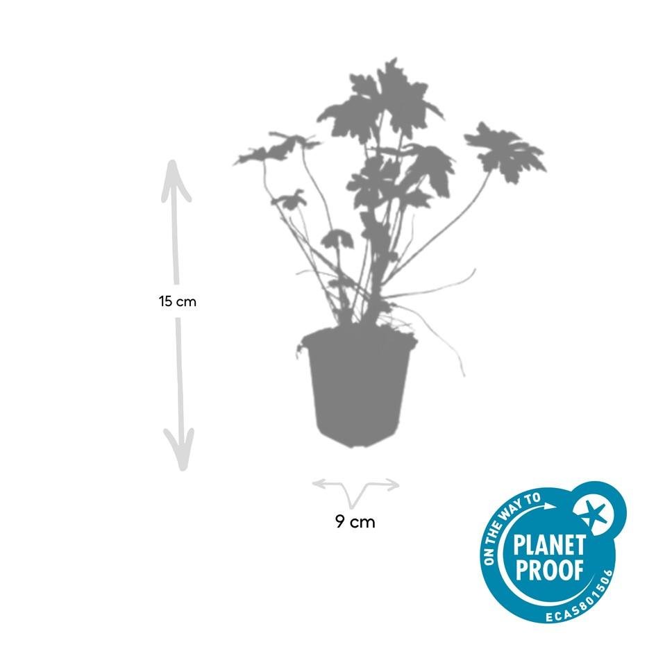 Storchschnabel (Geranium macrorrhizum) – 9 cm Topf, 10–25 cm Höhe - Green Guardia - Ihr Experte für Schädlinge und Pflanzen