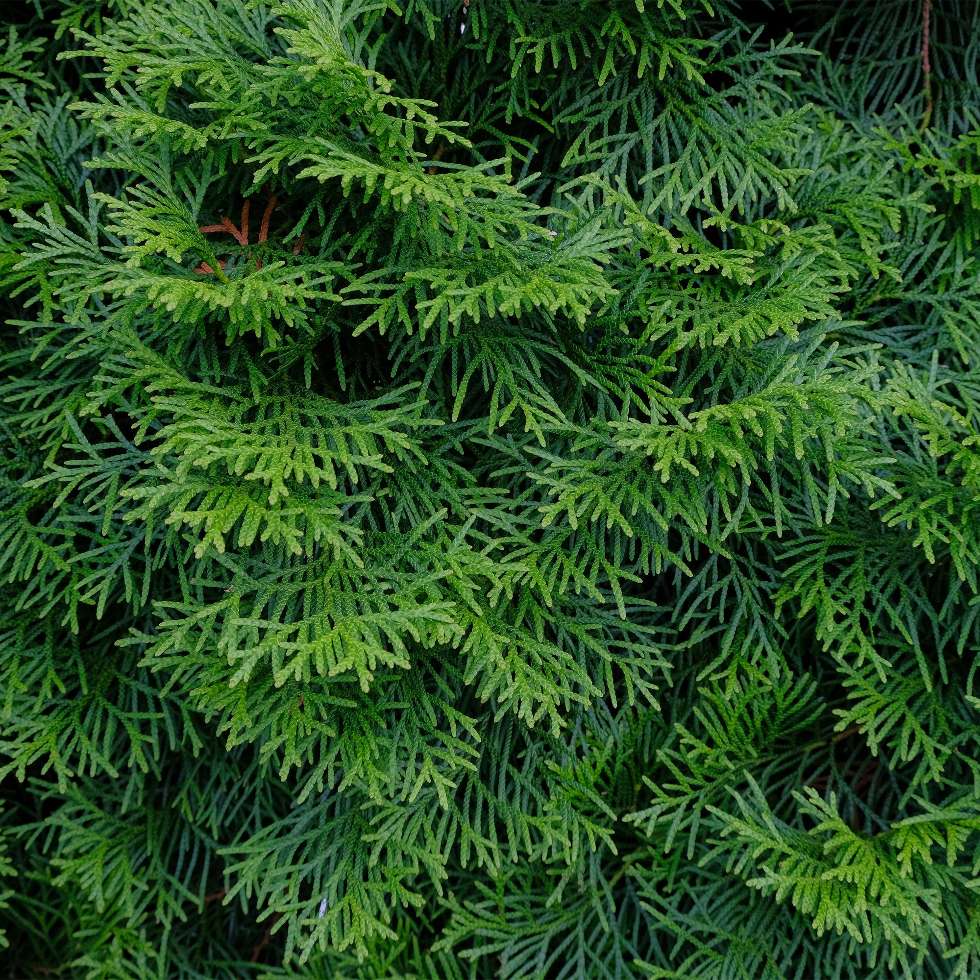 Thuja occidentalis (Emerald Green Arborvitae) – 8 piante per una siepe di 1 m, altezza 30–35 cm, vaso da 9 cm