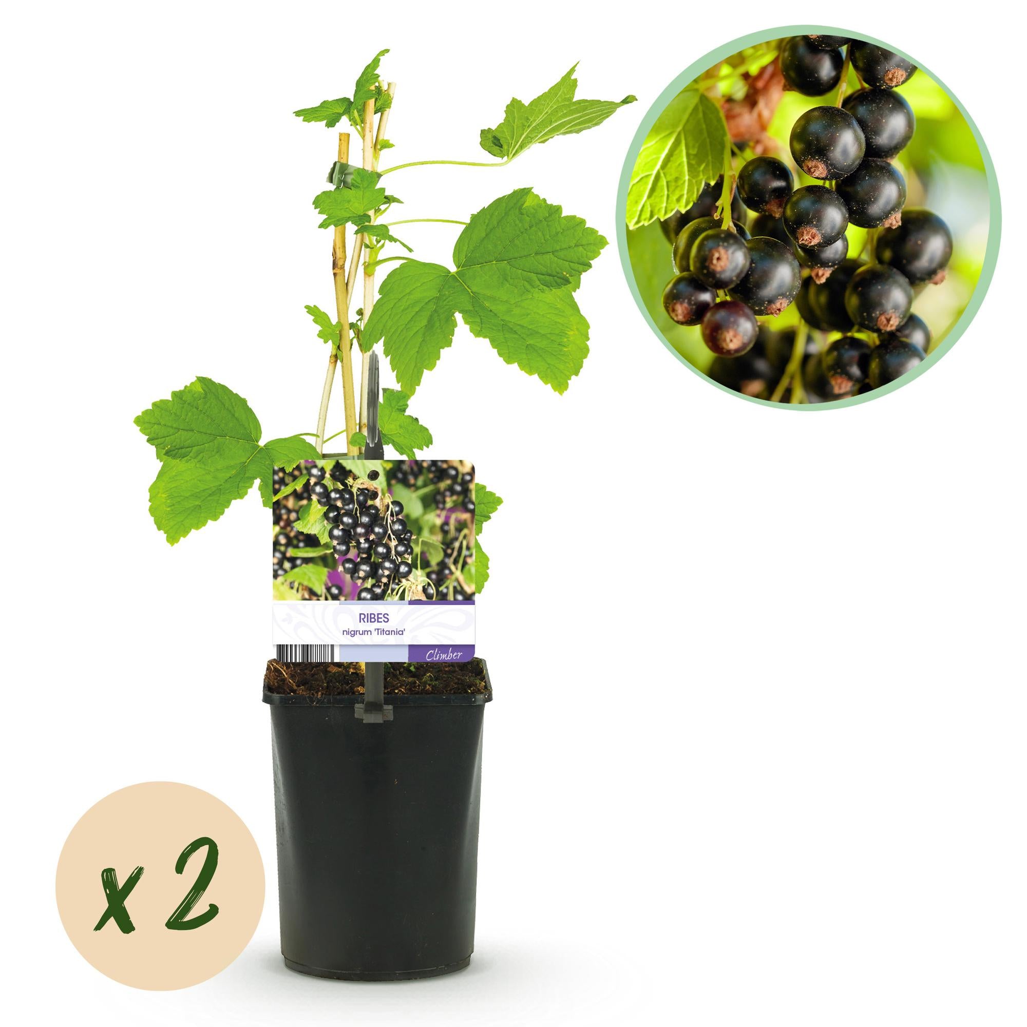 Blackcurrant “Titania” – 2 plants, approx. 40 cm tall, 11 cm pot