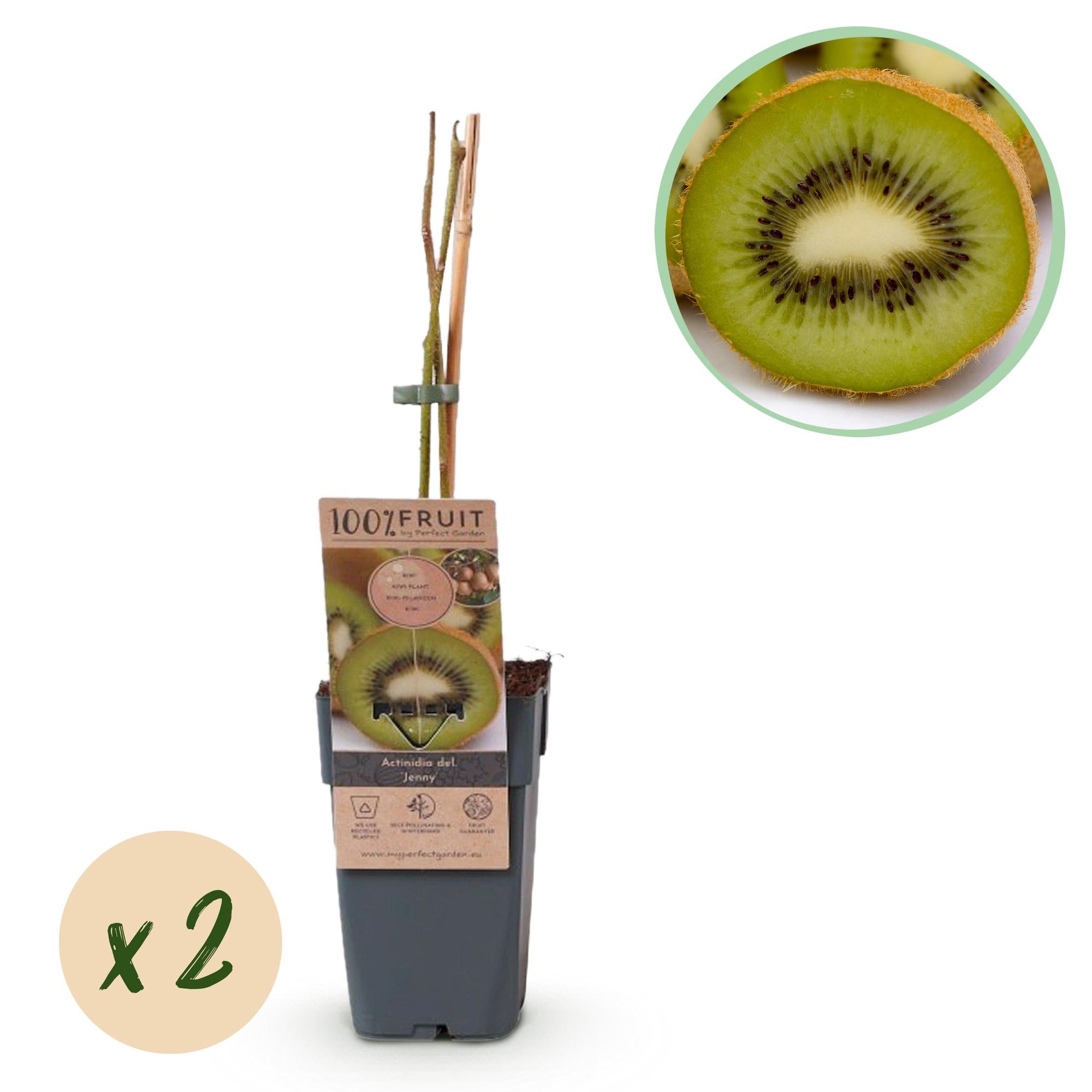 Green Kiwi “Jenny” – Actinidia deliciosa, 2 plants in a 15 cm pot (height approx. 50 cm)