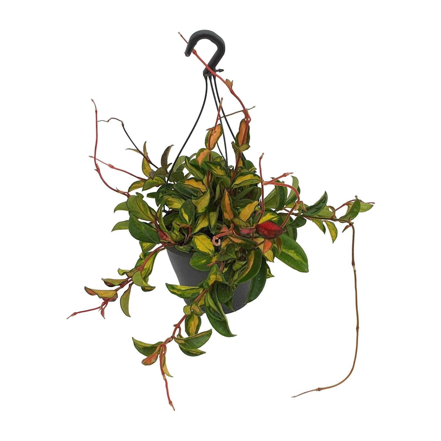 Hoya Carnosa 'Tricolor' – Wax Flower - 19 cm pot, 20 cm tall