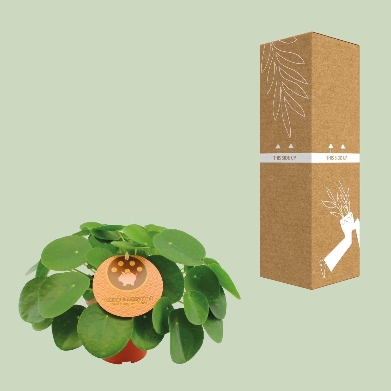 Pilea Peperomioides – Chinese Money Tree - 15-30 cm