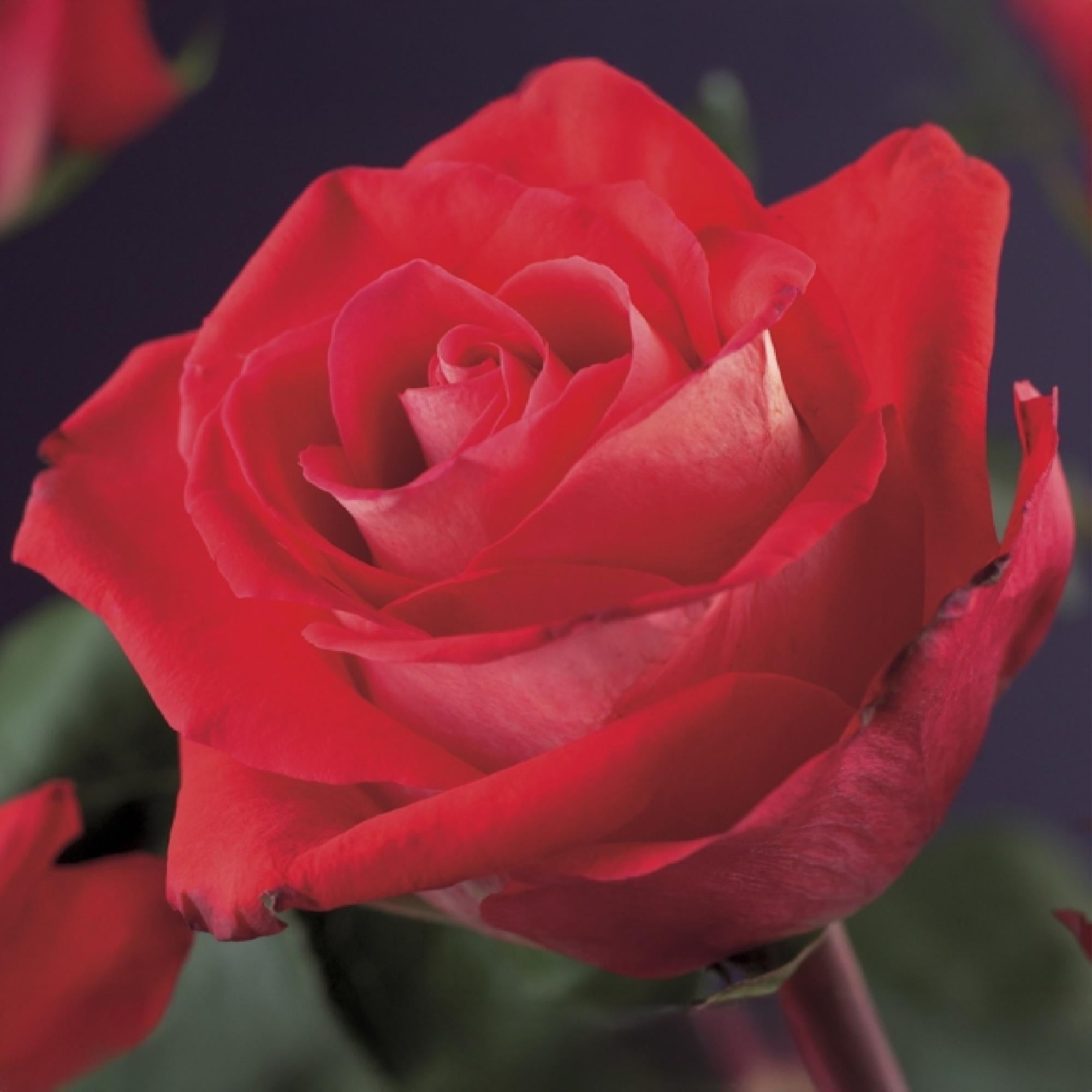 Climbing rose 'Red Climber' – red flowering, robust variety, 2 plants, 11 cm pot, 40 cm
