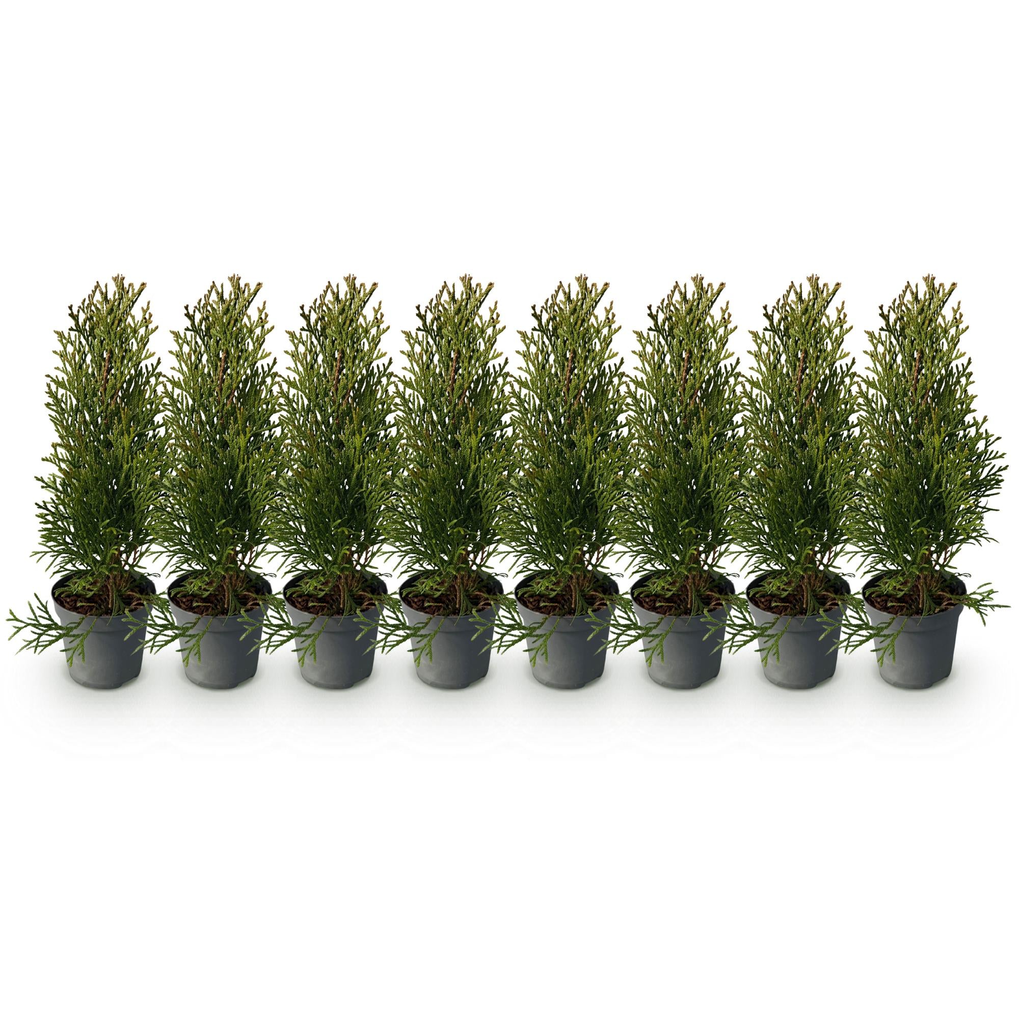 Thuja occidentalis (Emerald Green Arborvitae) – 8 piante per una siepe di 1 m, altezza 30–35 cm, vaso da 9 cm