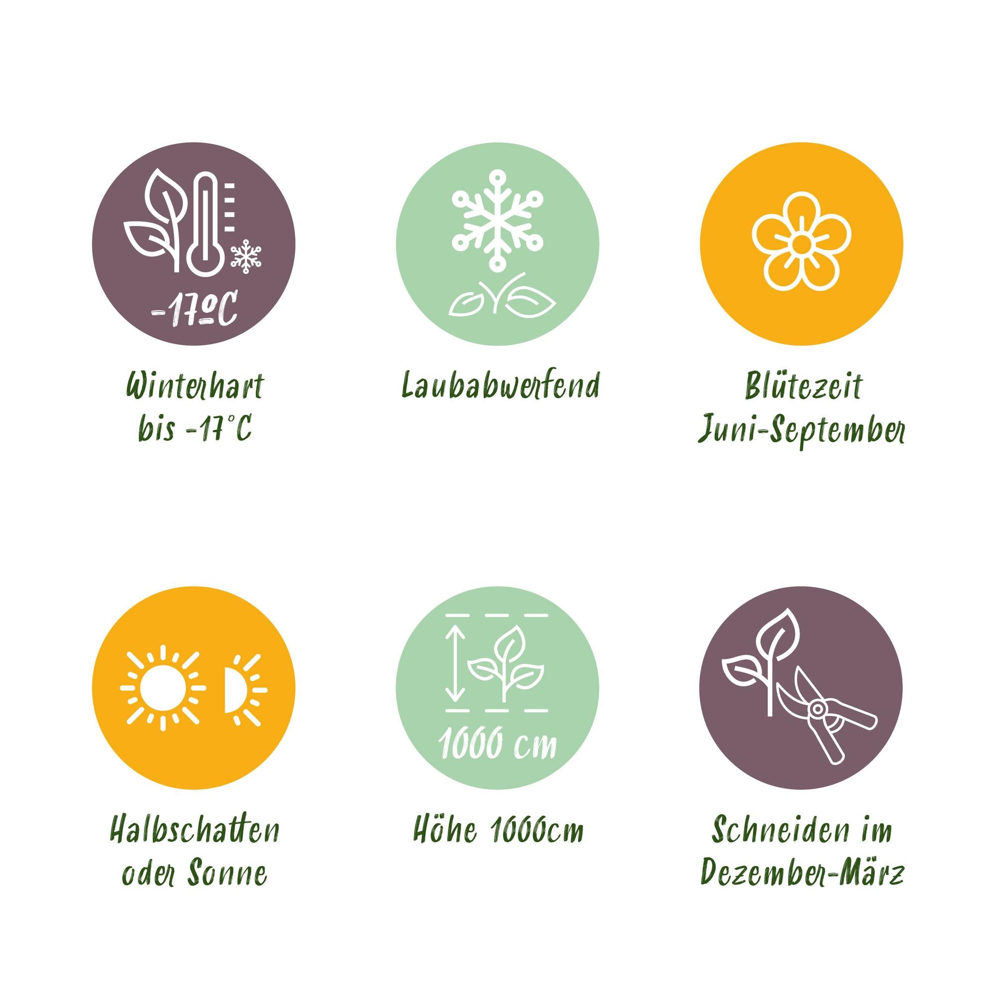 Rosa 'Red Queen' – easy-care climbing rose with red flowers, 2 plants, 11 cm pot, 40 cm height