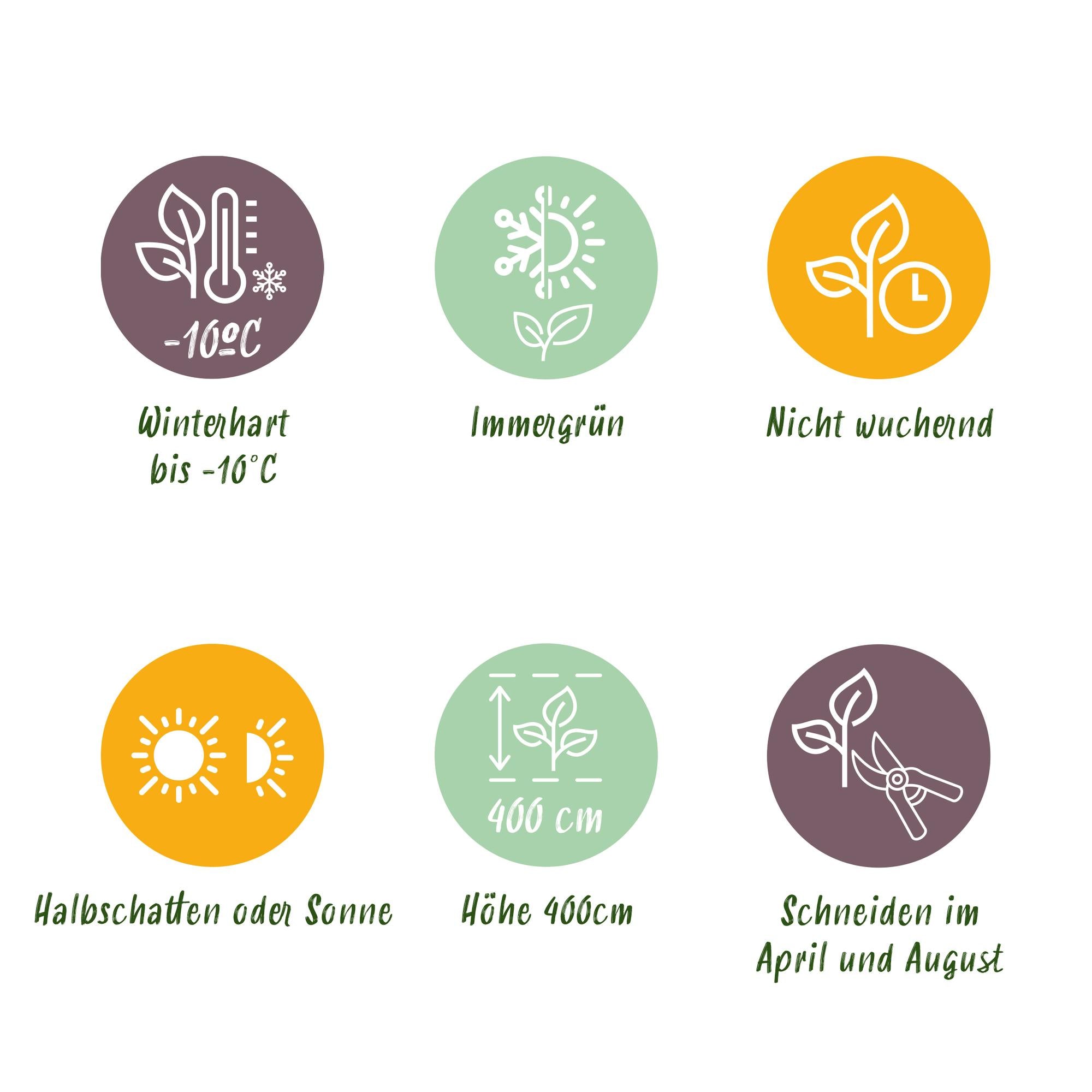 Photinia Fraseri 'Red Robin' – Red Robin Photinia, evergreen, 6 plants – 17 cm pot, 50 cm tall