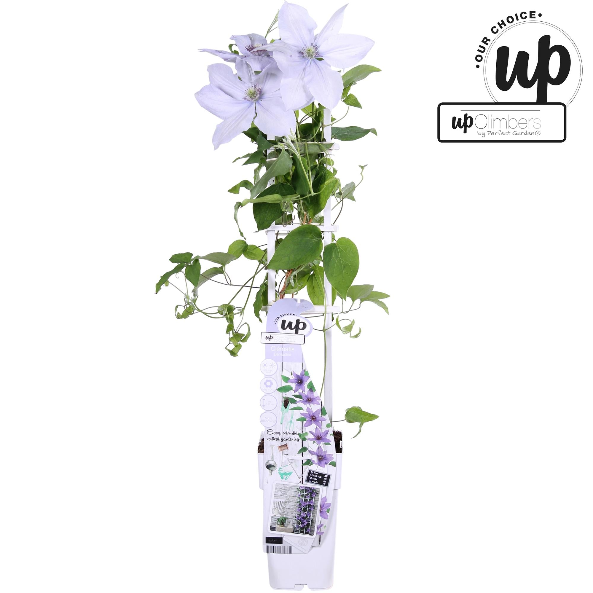 Clematis Evison 'Bernadine' – delicate violet flowers, compact growth habit