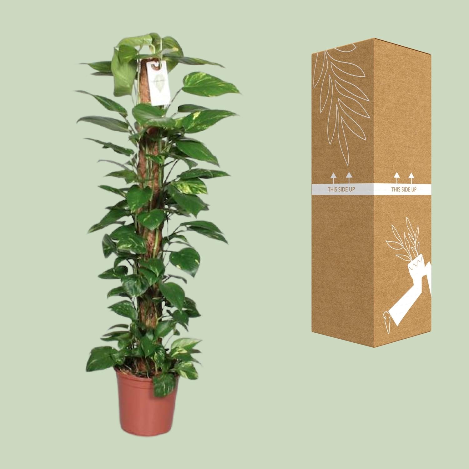Epipremnum Pinnatum – Ivy on a moss stick - 60-120 cm