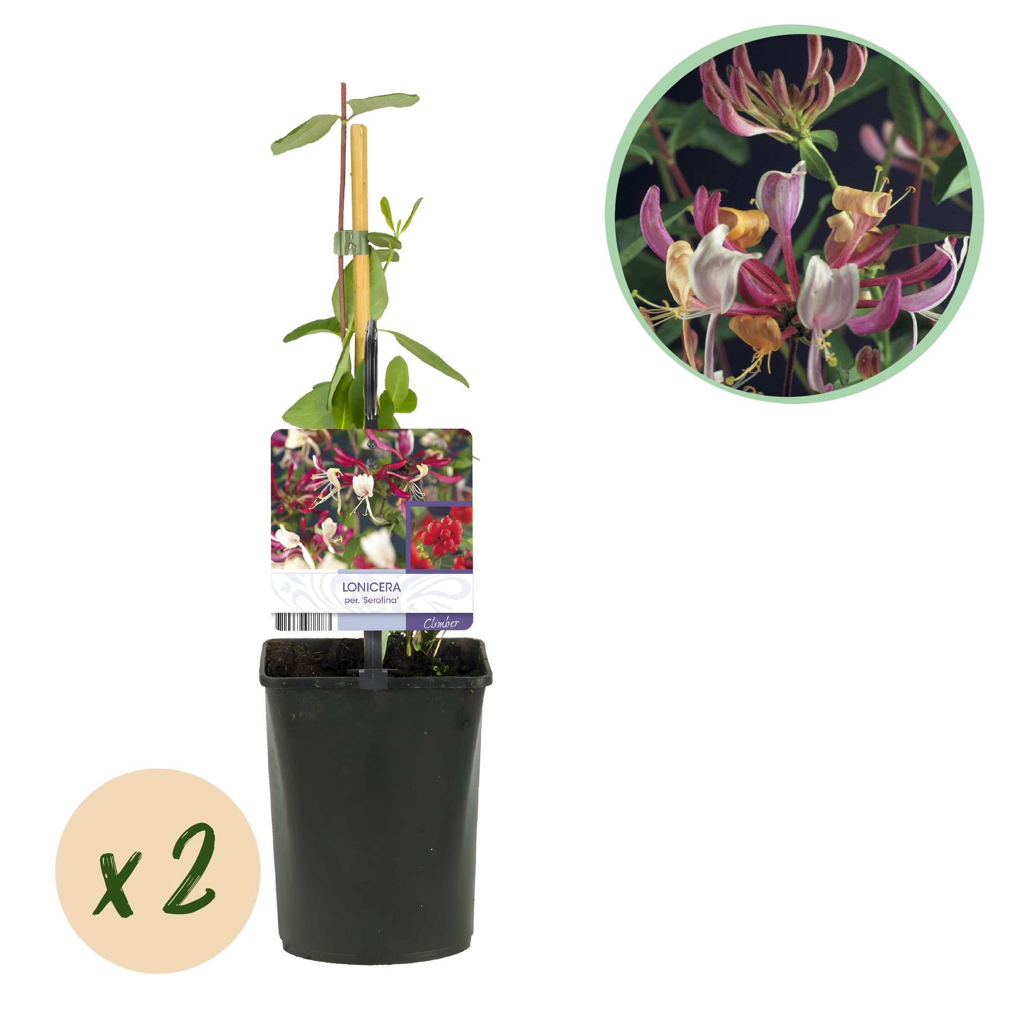 Caprifoglio 'Serotina' – pianta rampicante sempreverde, 2 piante, vaso da 11 cm, 40 cm