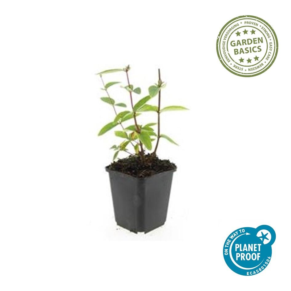 Johanniskraut ‘Annabel’ – Zierjohanniskraut, 9 cm Topf, 10–25 cm hoch