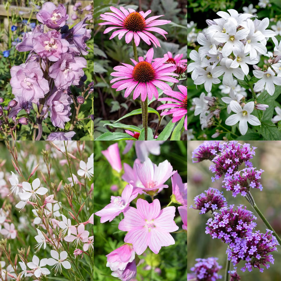 Perennial Pack – bee & butterfly attracting – 6 perennials – for approx. 1 m² – various colors – low-maintenance – 11 cm pot