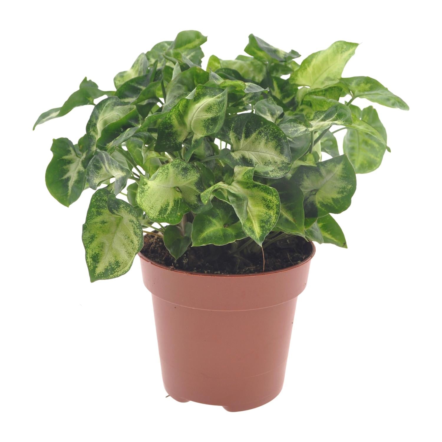 Syngonium ‘Pixie’ – Purpurtute - 20-30 cm