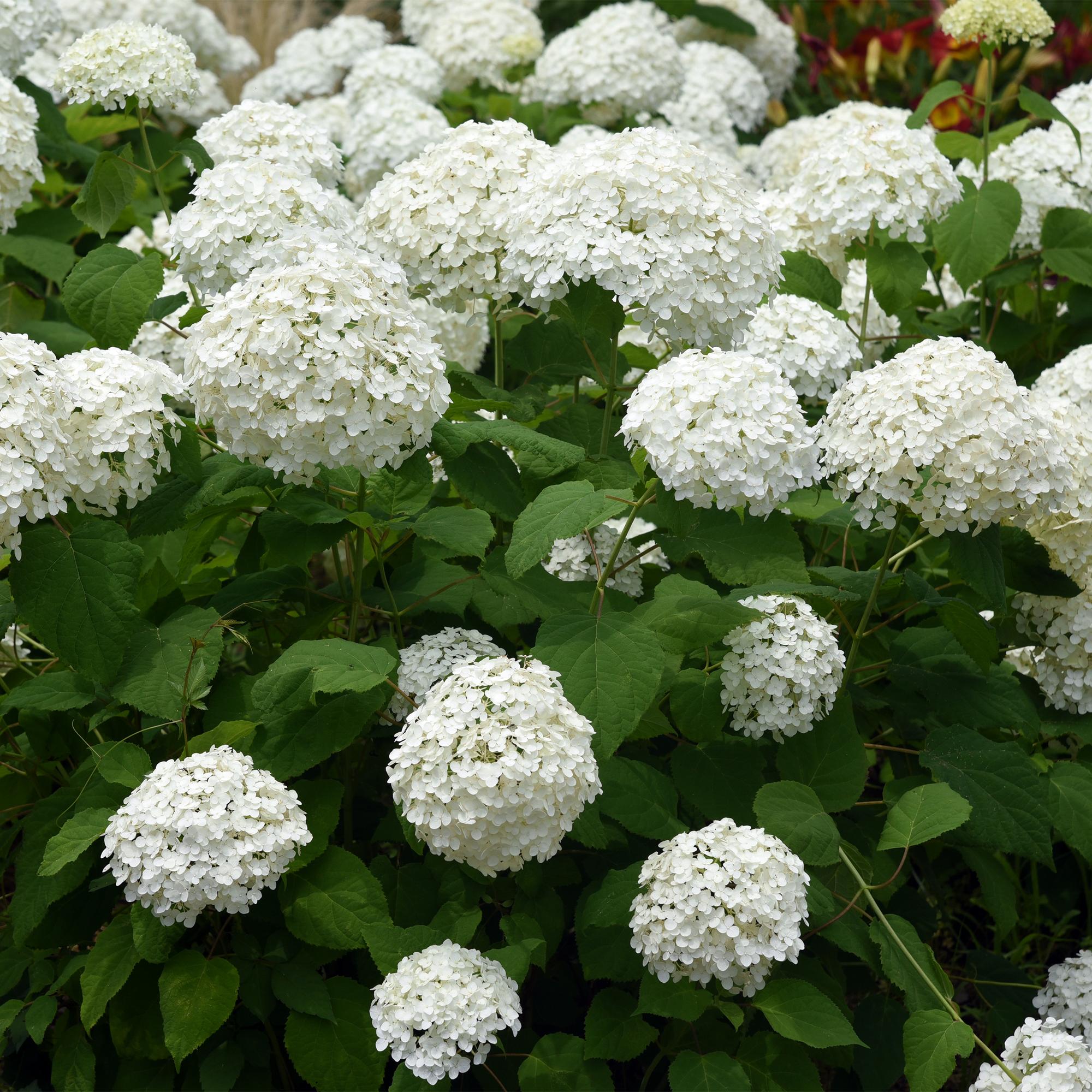 Hydrangea arborescens 'Annabelle' – white flowers, deciduous, 3 plants per m², 17 cm pot, 50 cm height