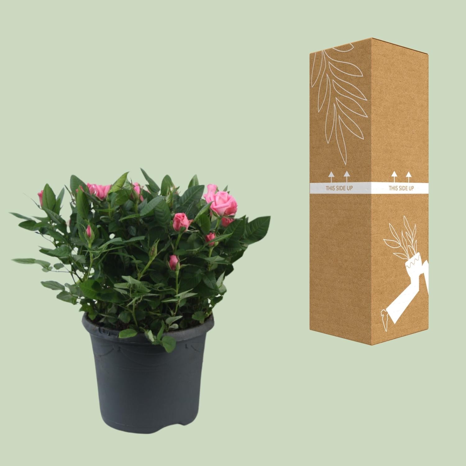 Rosa 'Jewel Patio Sparkling' – compact pot rose, 17 cm pot, 30 cm height