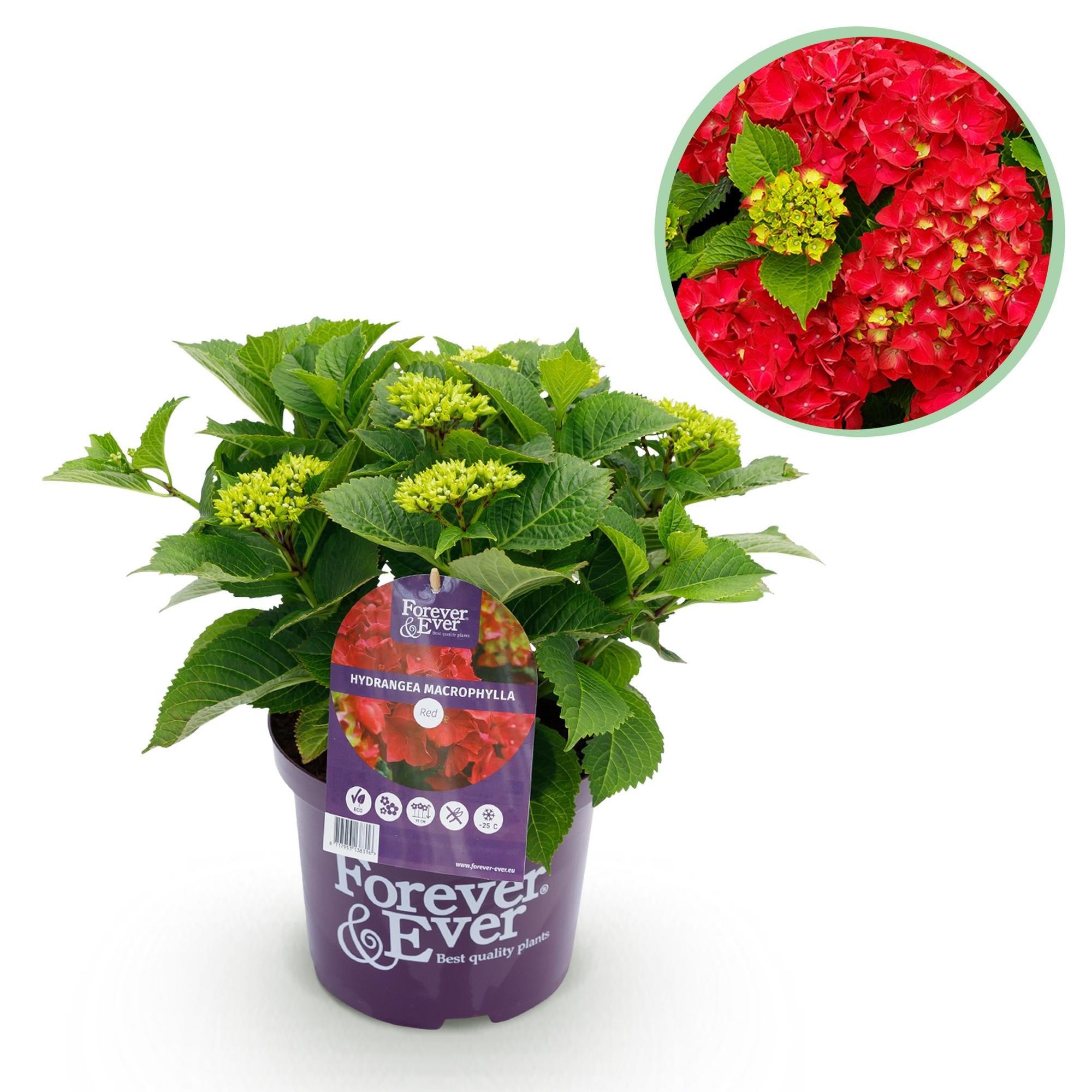 Red Hydrangea “Forever & Ever” – Vigorous flowering variety, 23 cm pot, 55 cm height