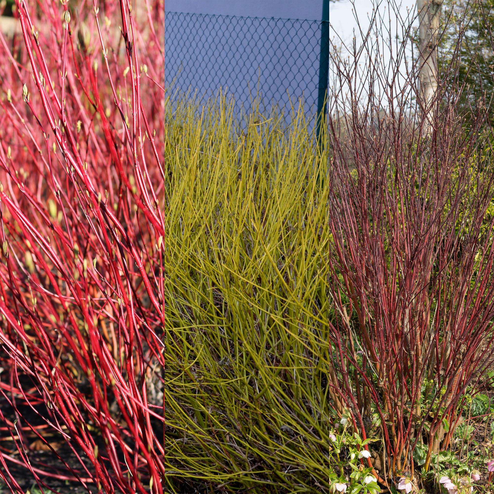 Hartriegel ‘Tricolour’ (Cornus alba) – 3 Pflanzen, laubabwerfend, 17-cm-Topf, 45 cm Höhe
