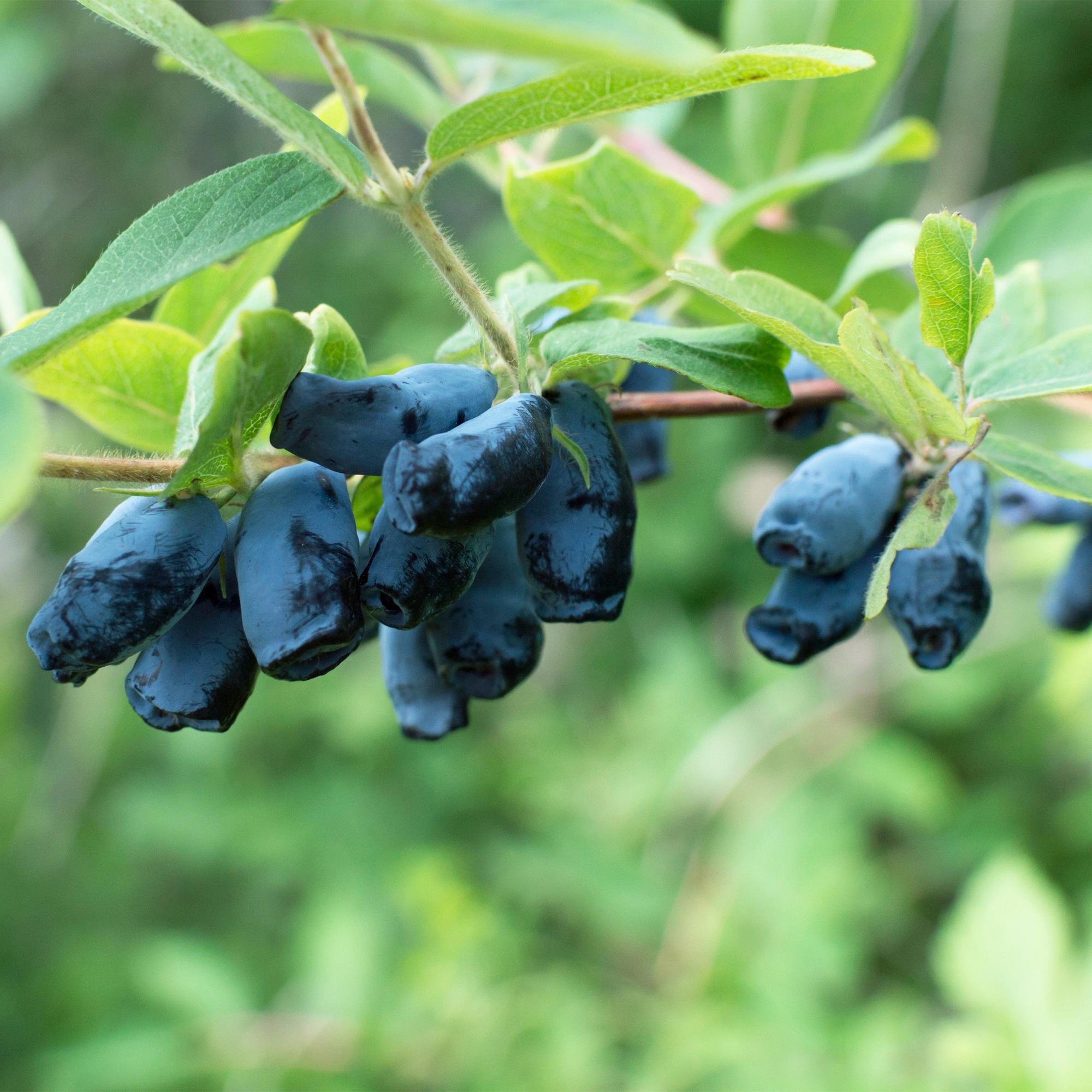 Honeyberry (Lonicera caerulea 'Kamchatika') – 2 piante, vaso da 15 cm, altezza 50 cm