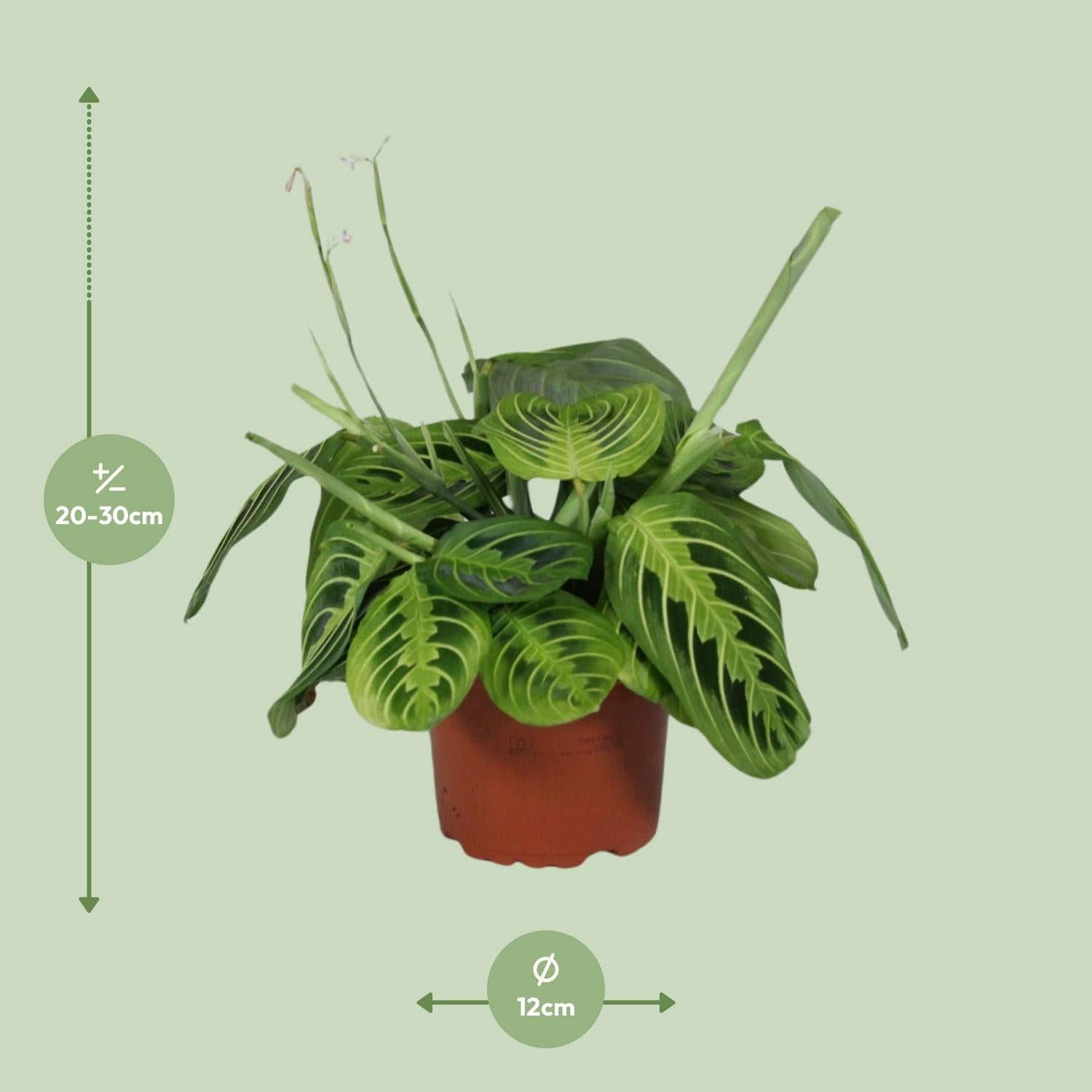 Maranta Leuconeura 'Fascinator Lemon Lime' – Arrowroot - 12cm pot, 30cm tall