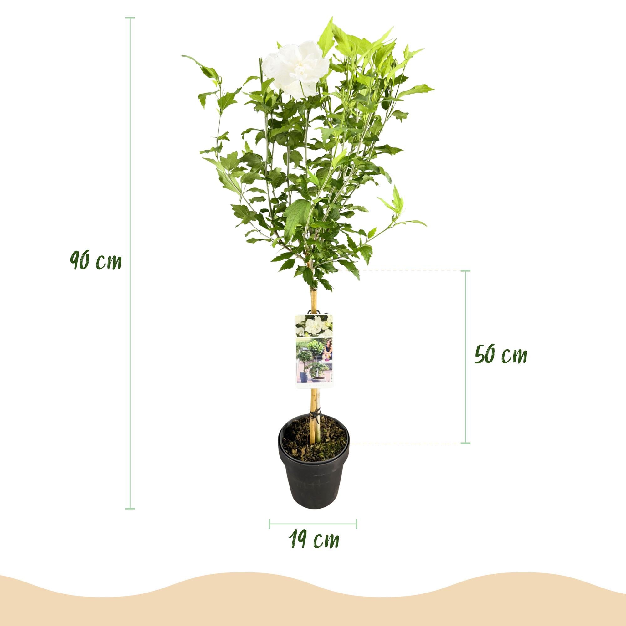 Pianta di ibisco standard 'White Chiffon'® – resistente, fiori bianchi, vaso da 19 cm, 90 cm
