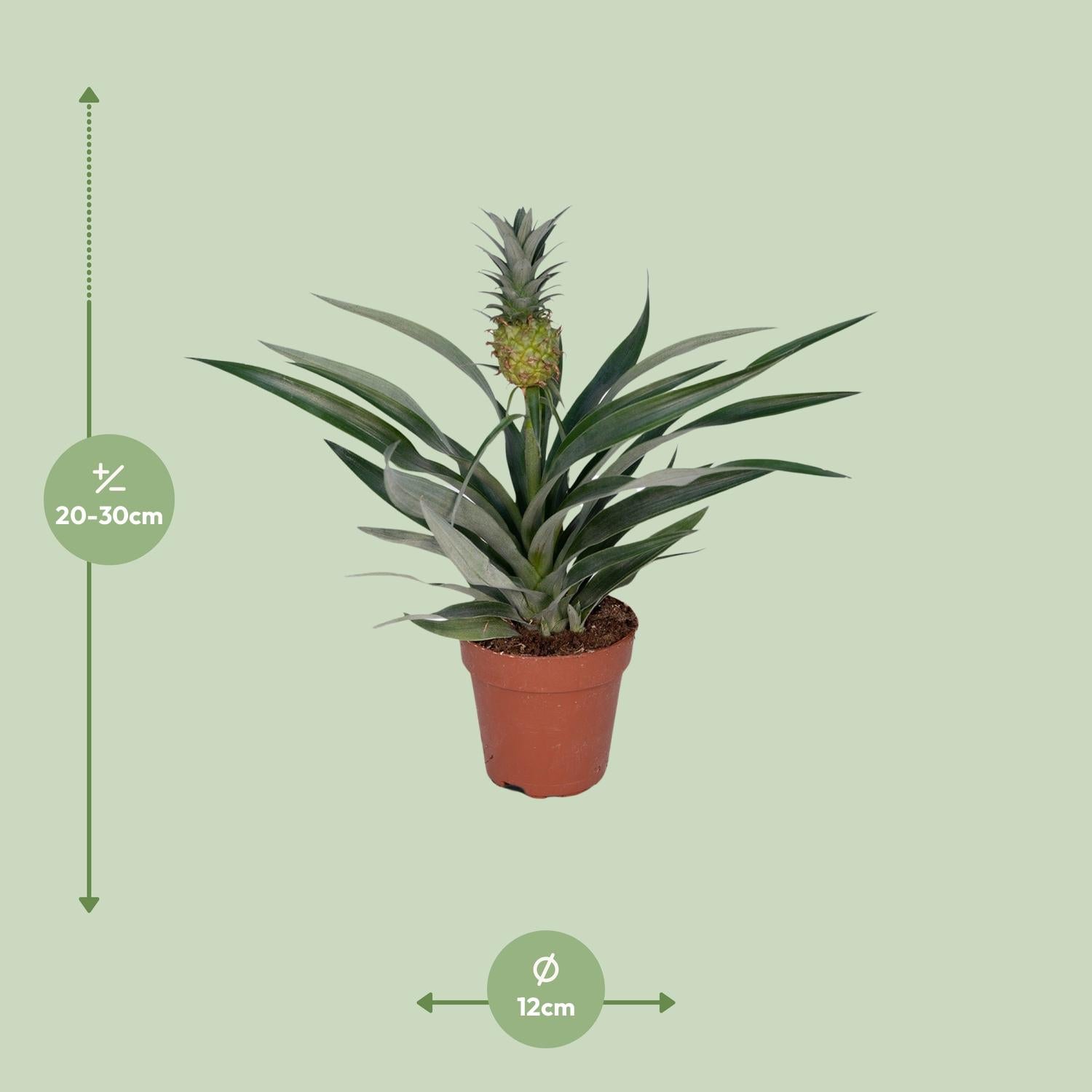 Bromelia Ananas – Zierananas - Ø12cm - ↕30cm