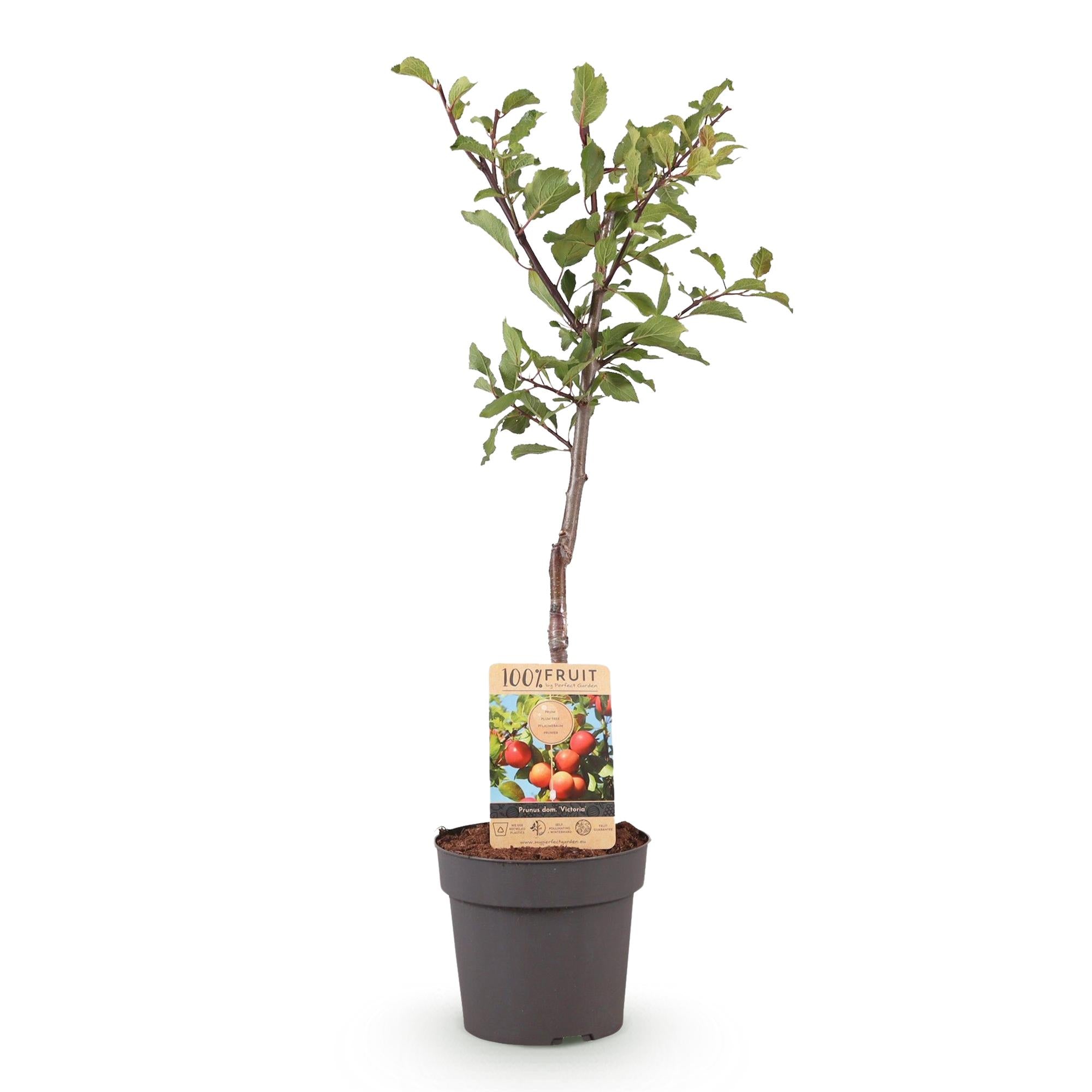Plum tree “Victoria” – red plum in a 21 cm pot (height approx. 90 cm)