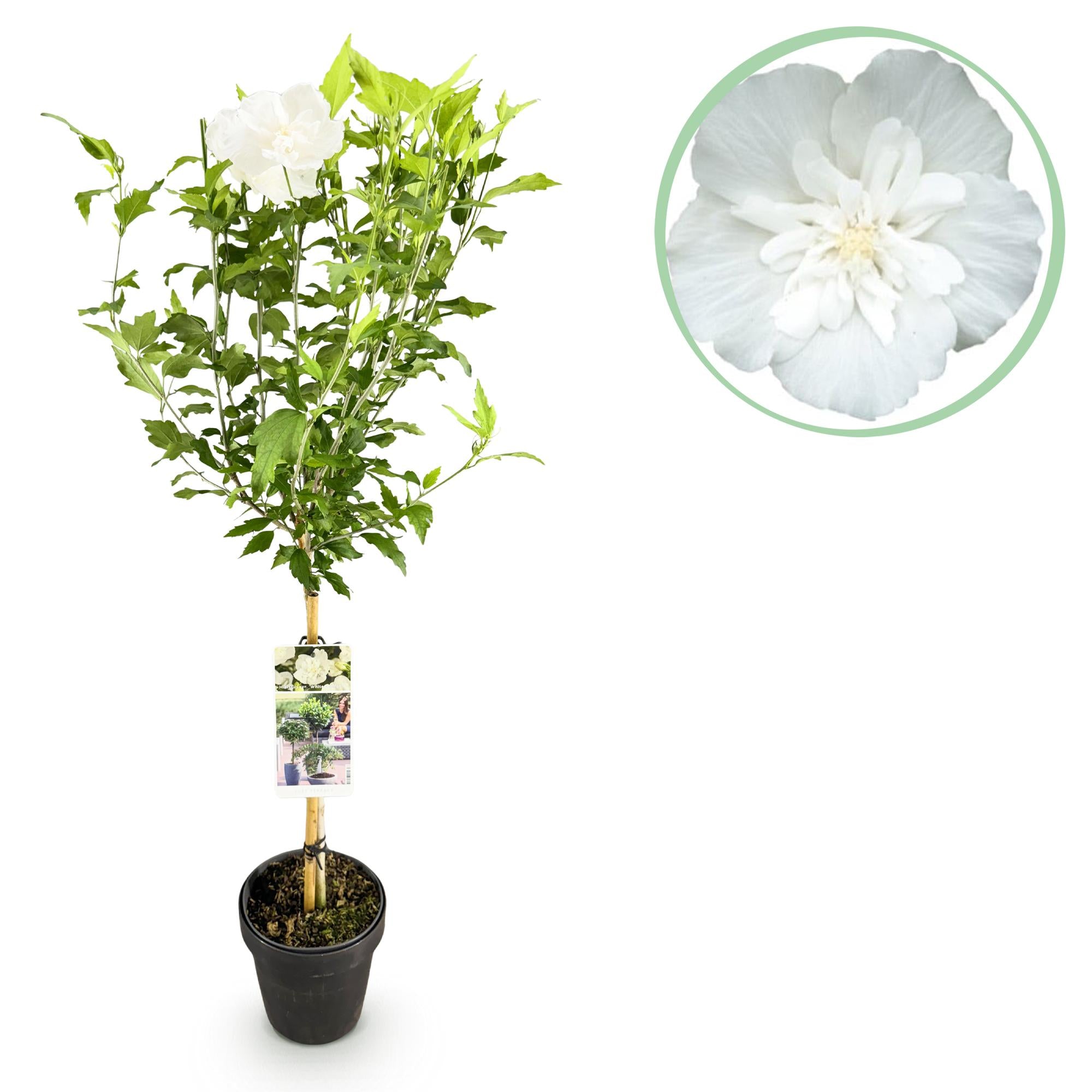Pianta di ibisco standard 'White Chiffon'® – resistente, fiori bianchi, vaso da 19 cm, 90 cm