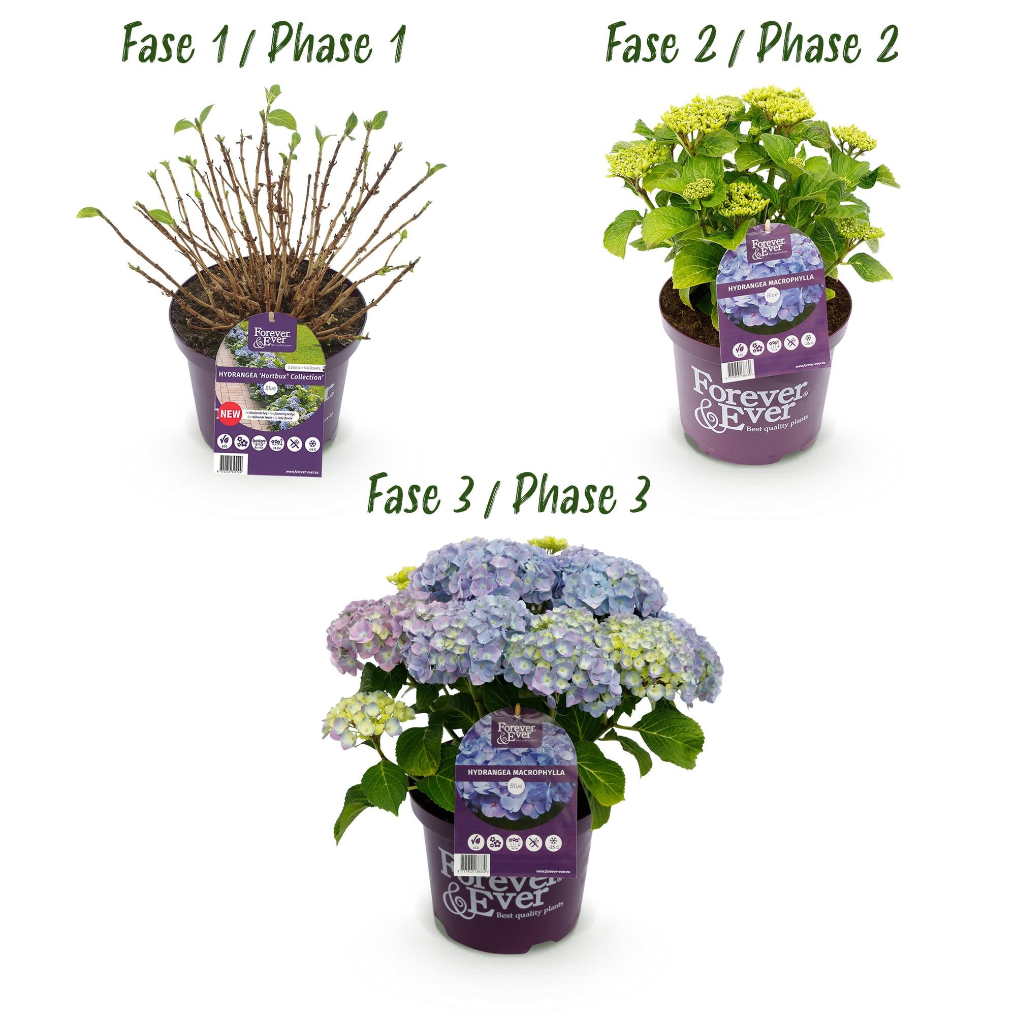 Hydrangea 'Forever & Ever' Blue – Hydrangea, 7–12 flowers – 23 cm pot, 55 cm tall