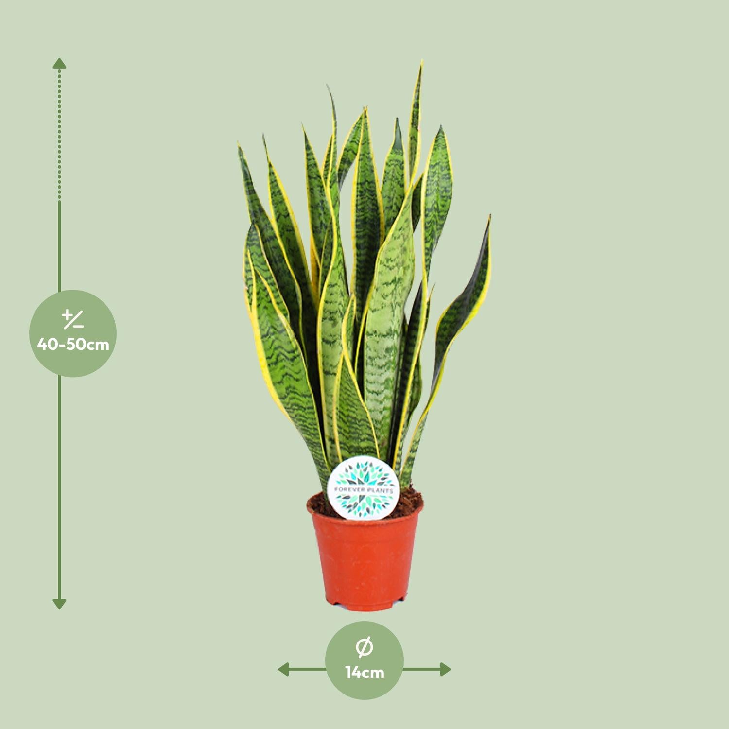 Sansevieria Trifasciata Laurentii – Bowstring Hemp - 40-84 cm