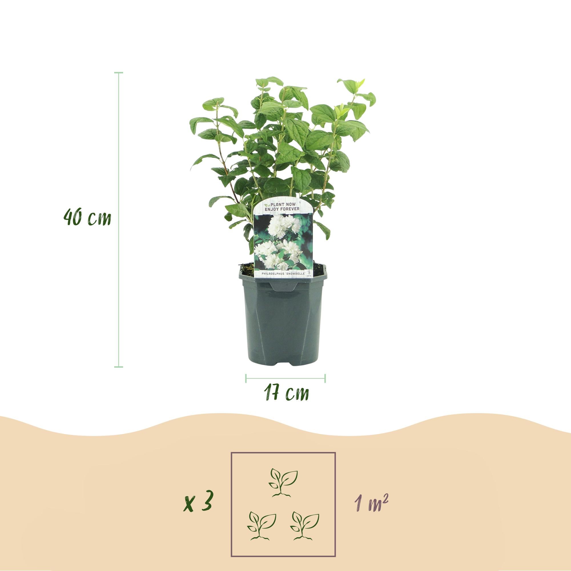 Falso arancio 'Snowbelle' – deciduo, fiori bianchi, vaso da 17 cm, 45 cm