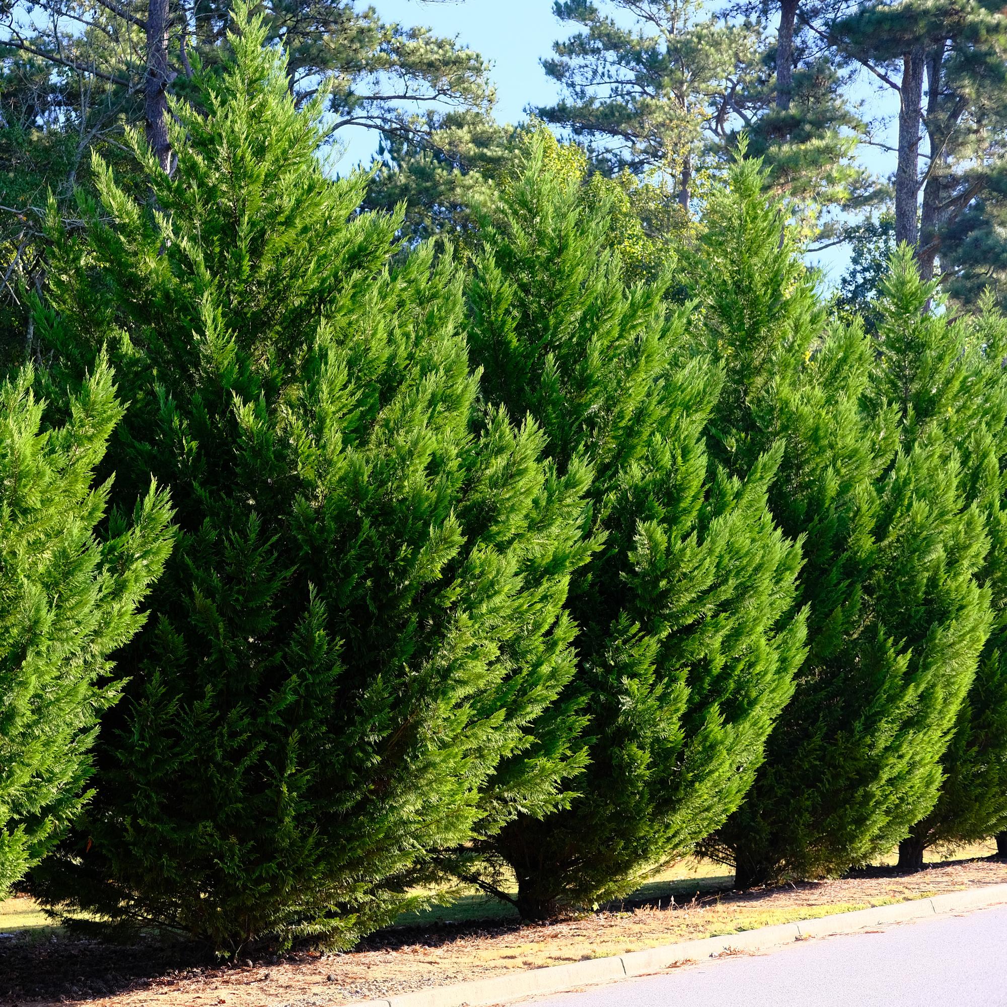 Leyland cypress (Cupressocyparis leylandii) – 8 plants = 1 m hedge, 35–40 cm, evergreen