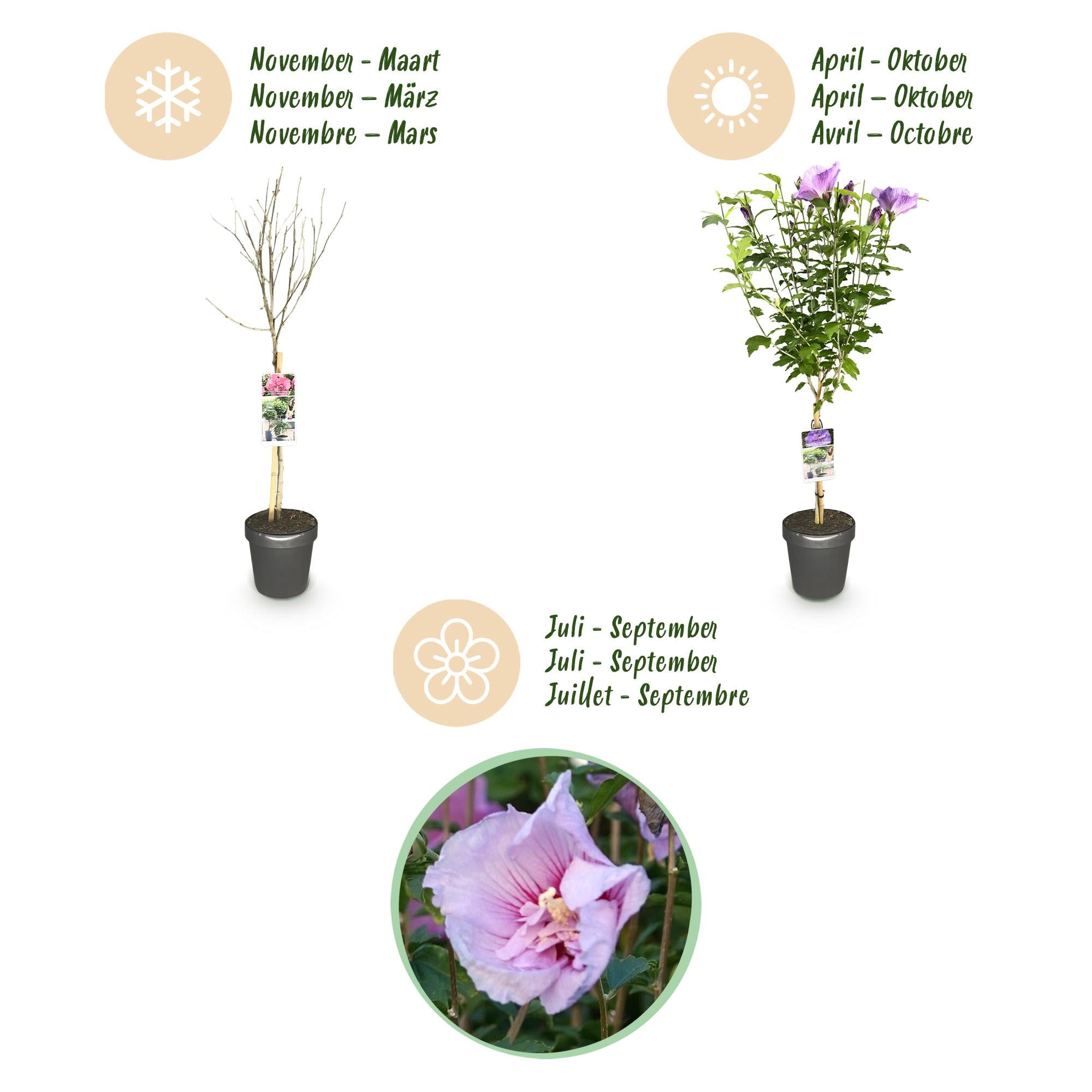 Hibiscus standard 'Lavender Chiffon'® – pianta da patio resistente, vaso da 19 cm, altezza 90 cm