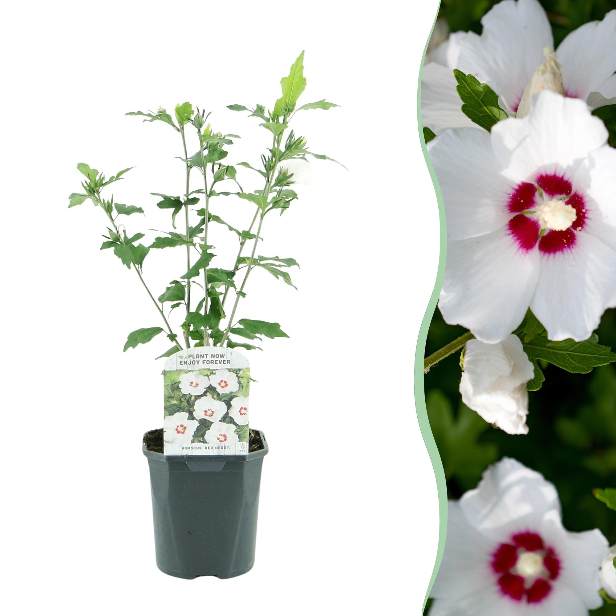 Ibisco da giardino 'Red Heart' – Deciduo, fiore bianco con occhio rosso, vaso 17 cm, altezza 45 cm
