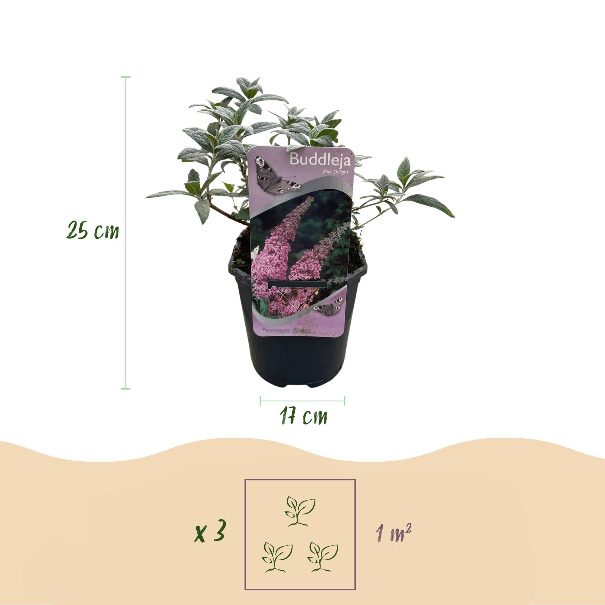 Buddleja davidii 'Pink Delight' – Butterfly Bush, deciduous, 17 cm pot, 25 cm