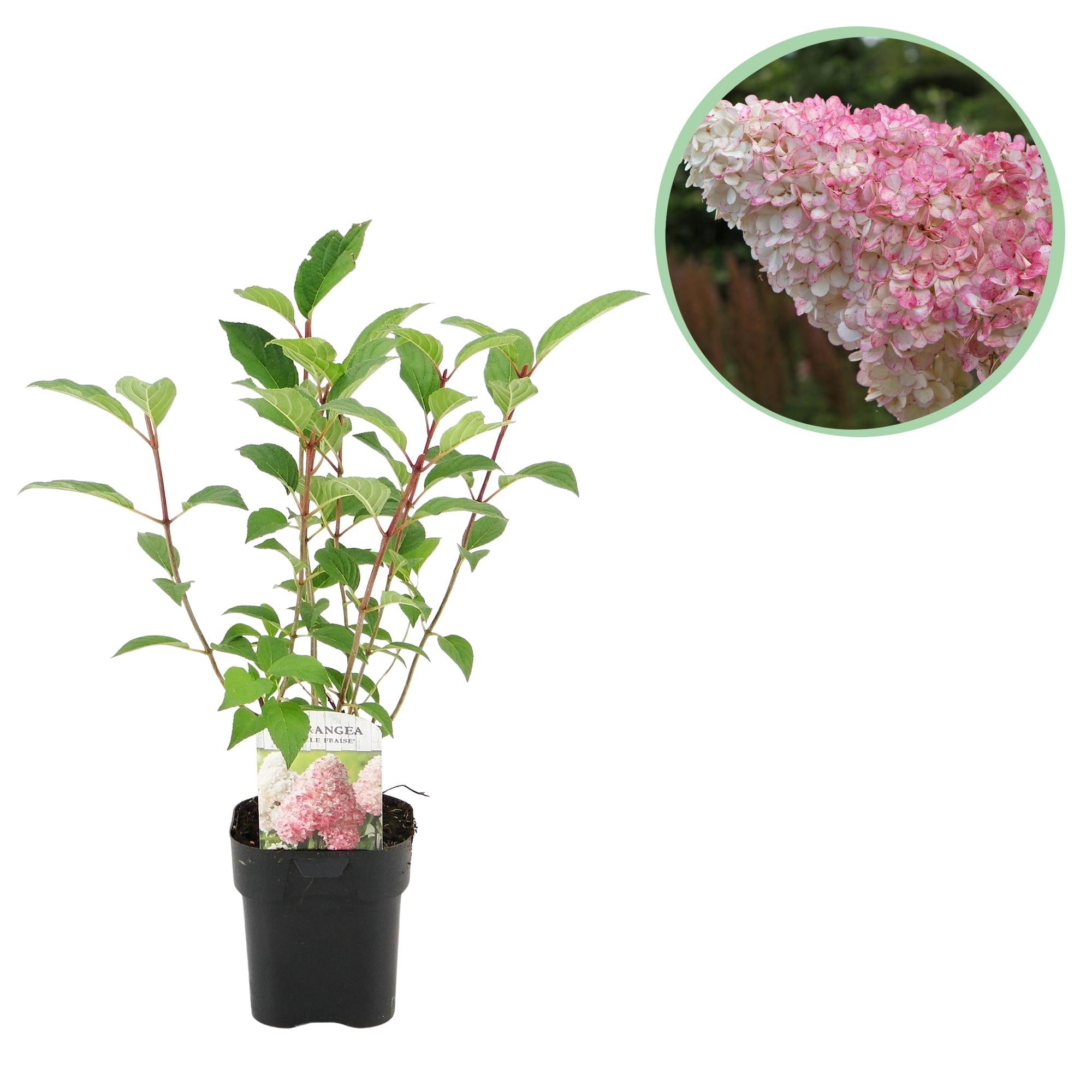 Panicle hydrangea 'Vanille Fraise' – deciduous, large white-pink flowers, 17 cm pot, 50 cm tall
