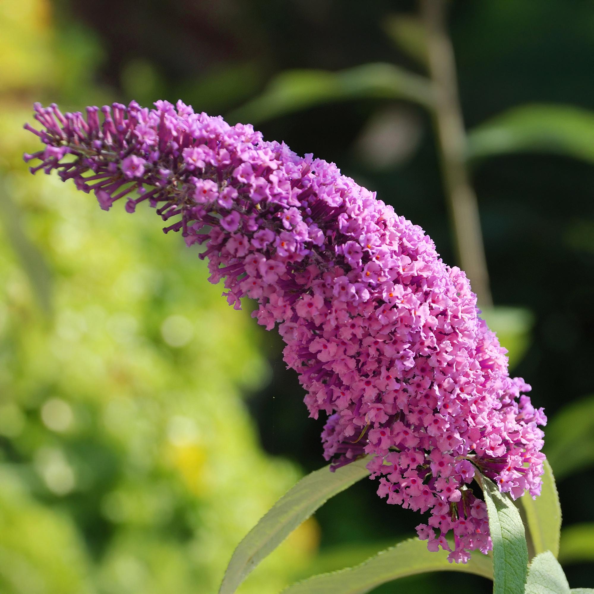 Buddleja davidii 'Pink Delight' – Butterfly Bush, deciduous, 17 cm pot, 25 cm